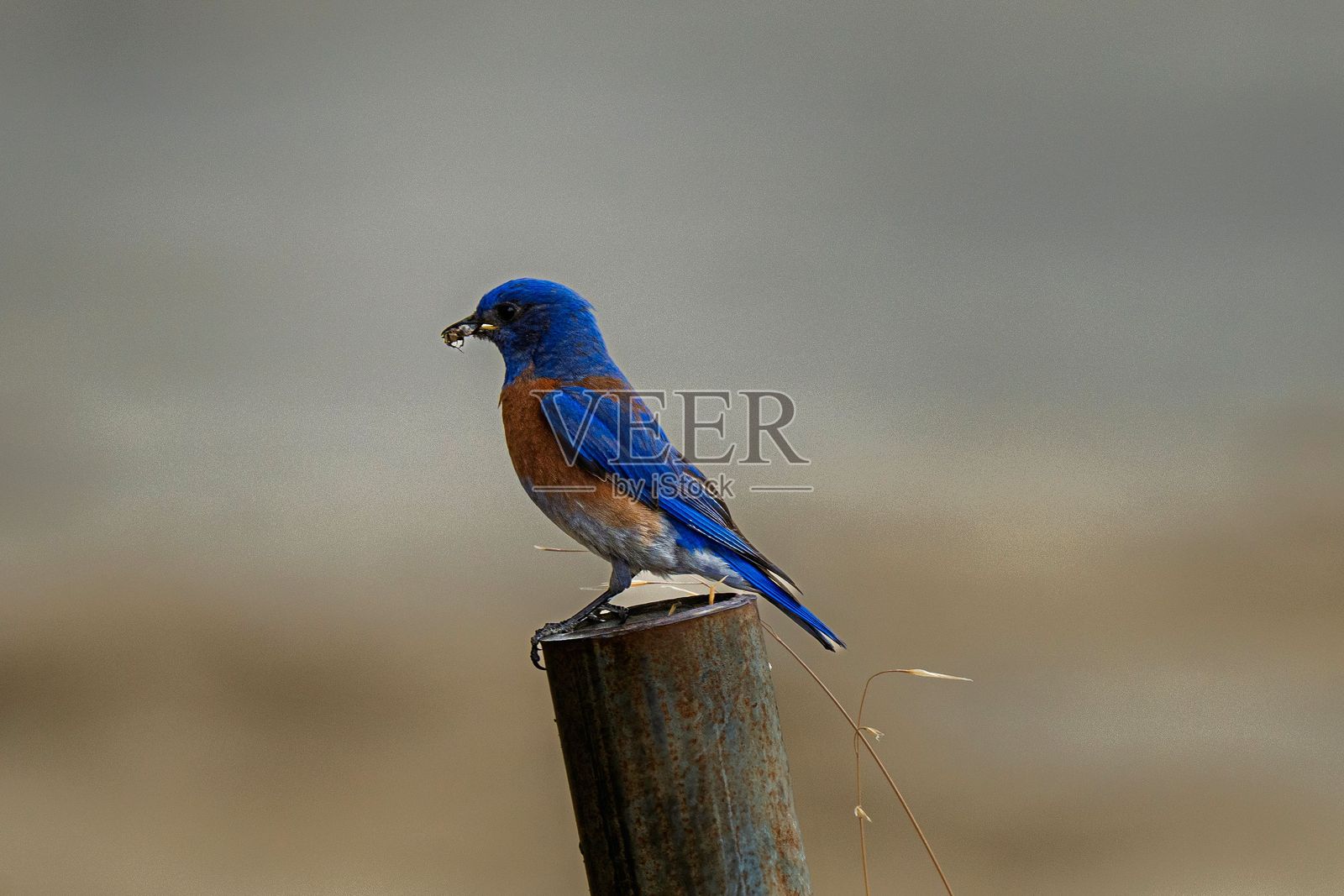 蓝鸟栖息在枝头,嘴里叼着昆虫。照片摄影图片