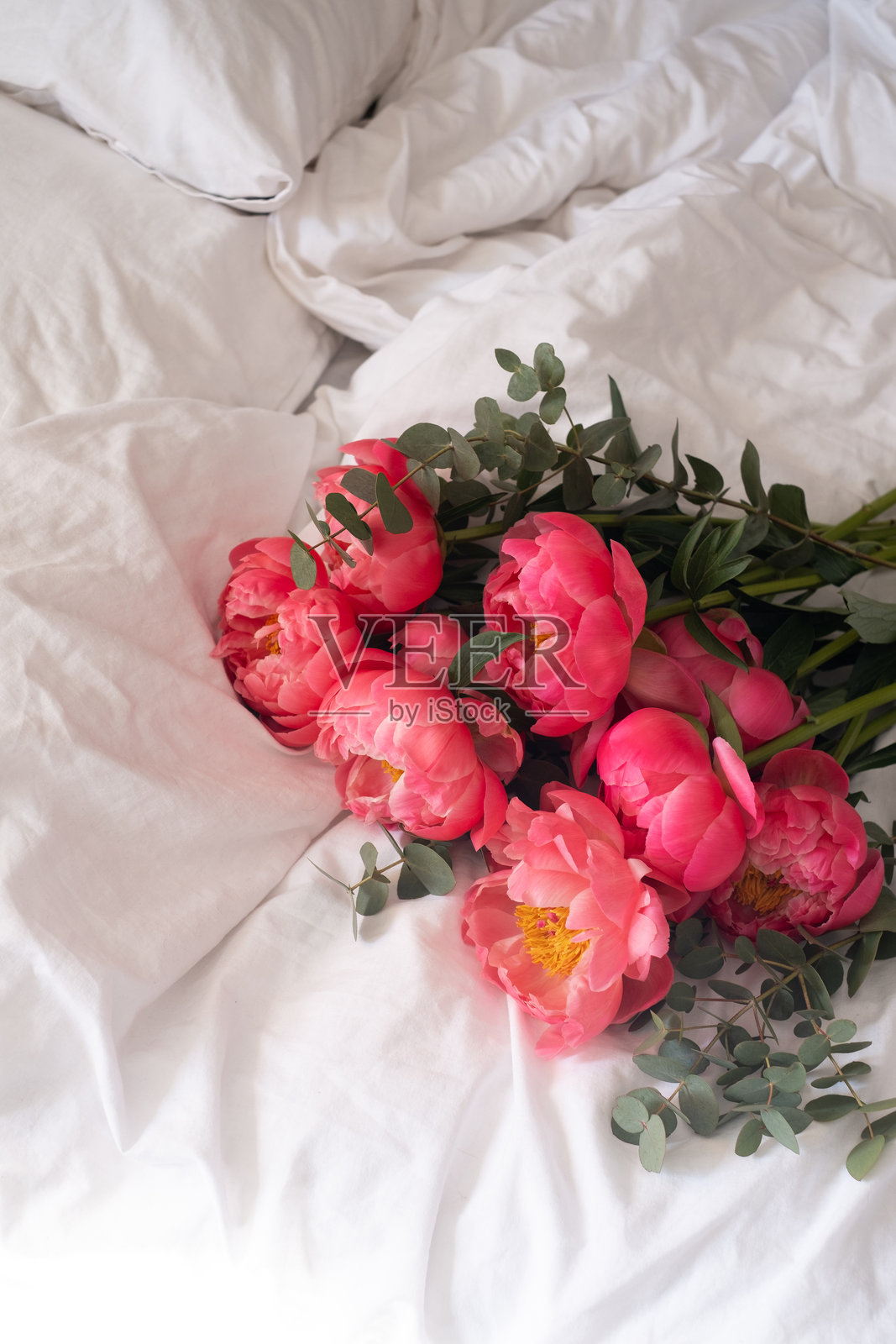 时尚牡丹花束特写。粉色牡丹花。花瓣特写。花卉贺卡或壁纸。精致的抽象花卉柔和背景。卡片概念,留白以便填写文本。照片摄影图片