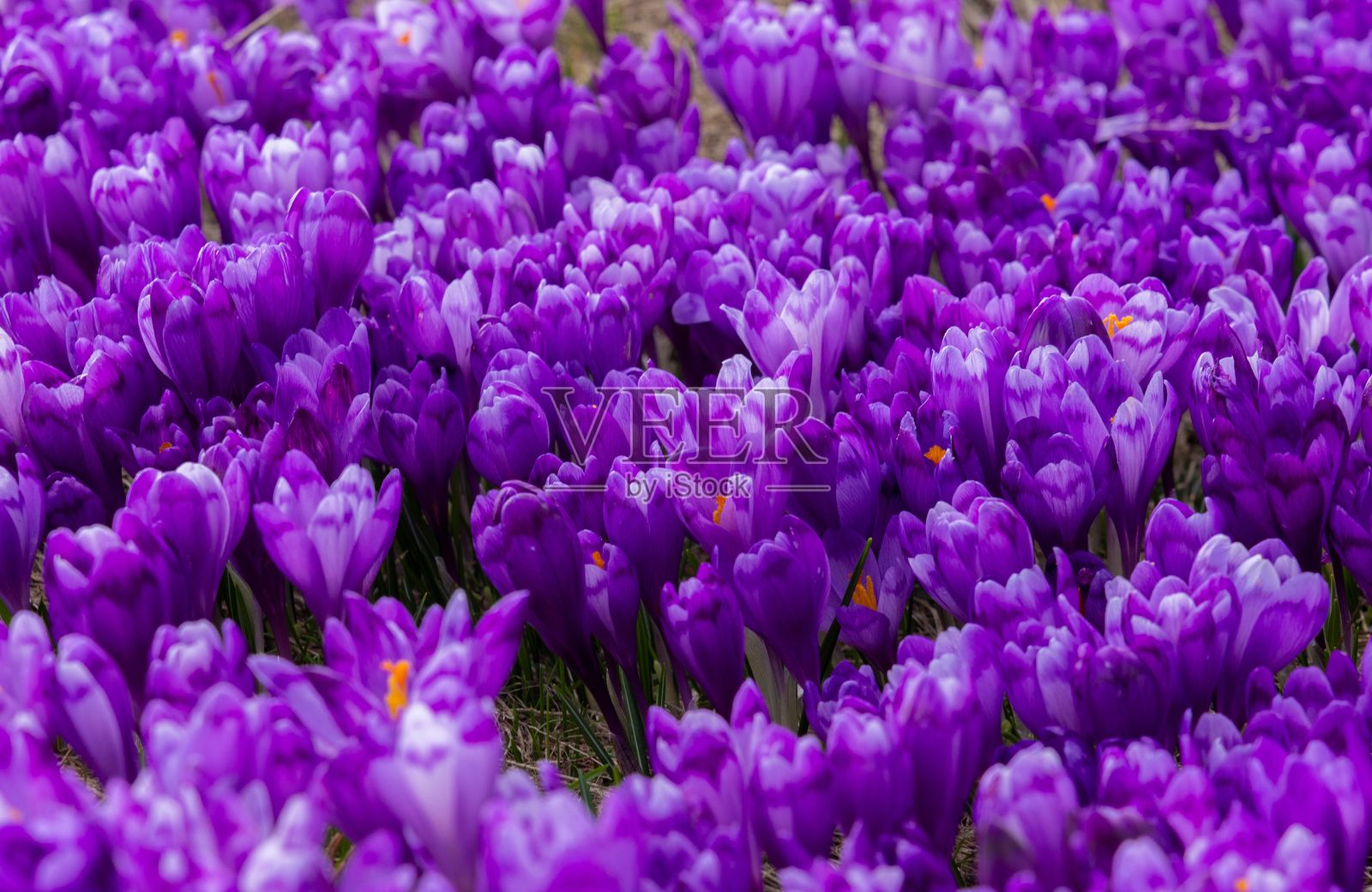 春天盛开的紫色番红花花田。照片摄影图片