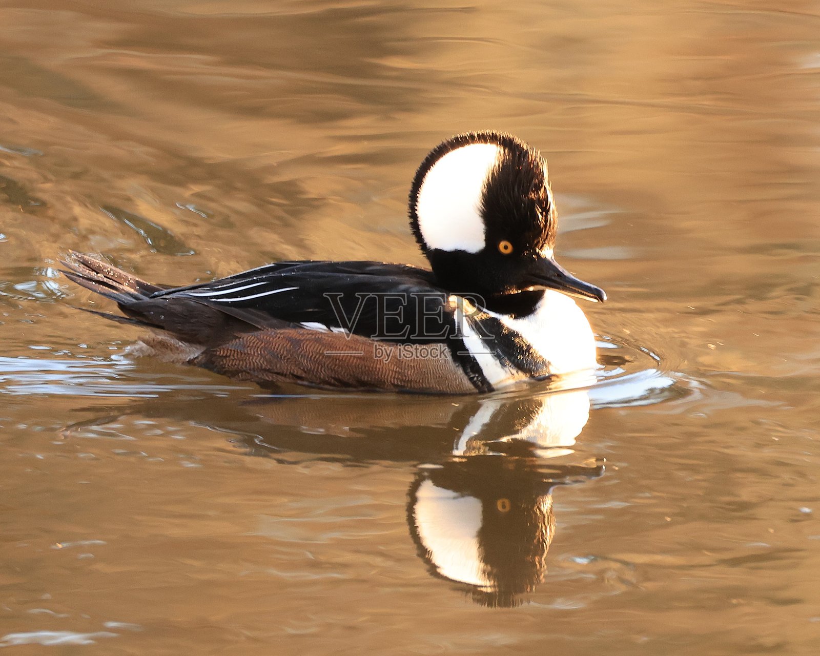 雄性帽鸭抬起头上的羽毛照片摄影图片