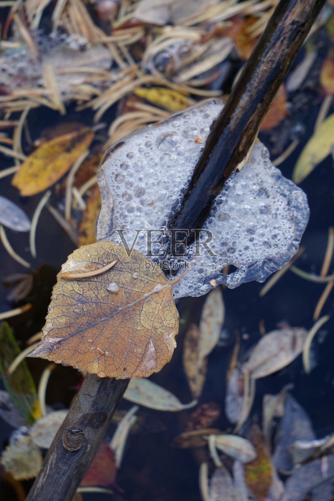 冰冷的叶子。照片摄影图片
