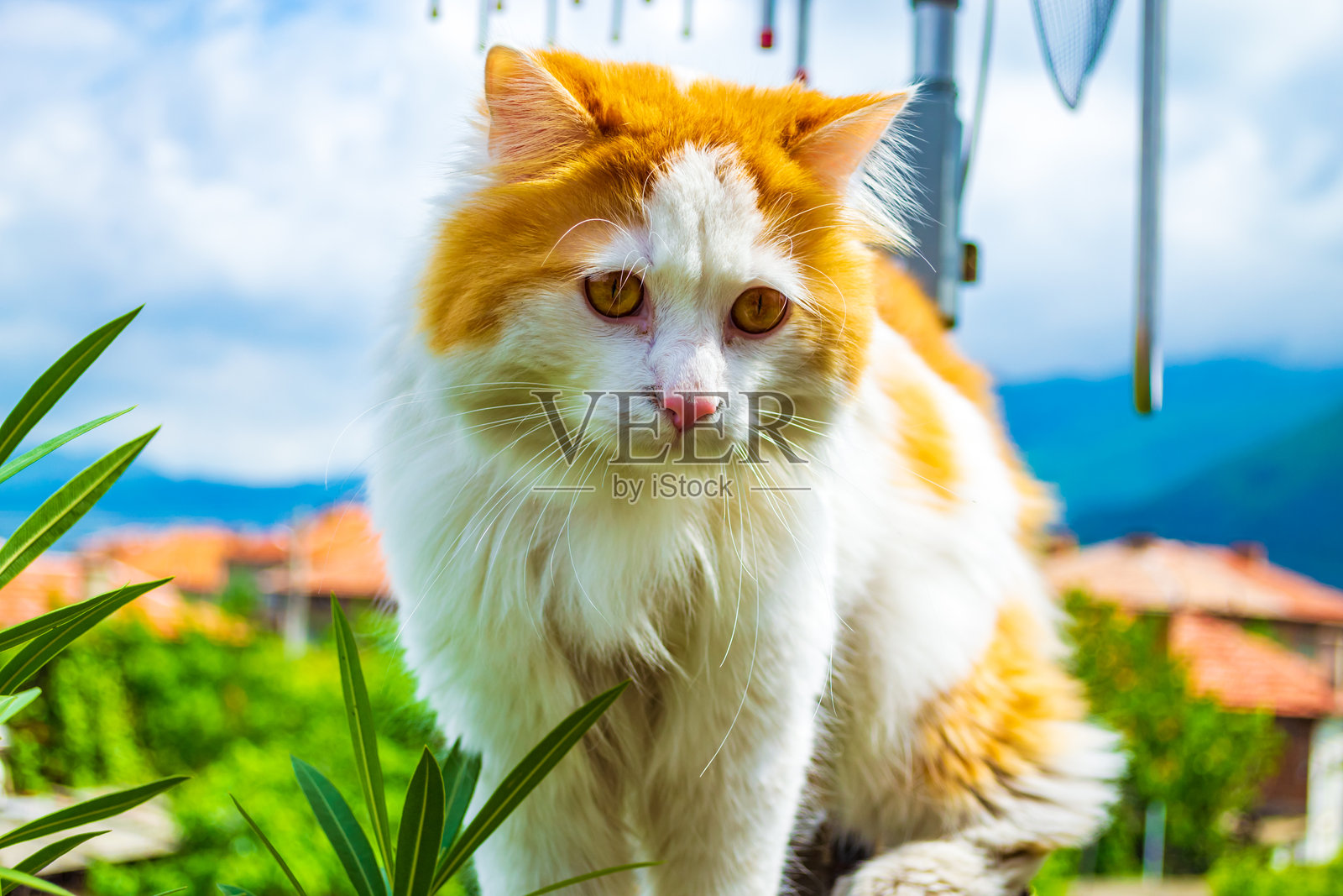 可爱的毛茸茸的波斯雄猫在保加利亚小镇的阳台围栏上玩耍照片摄影图片