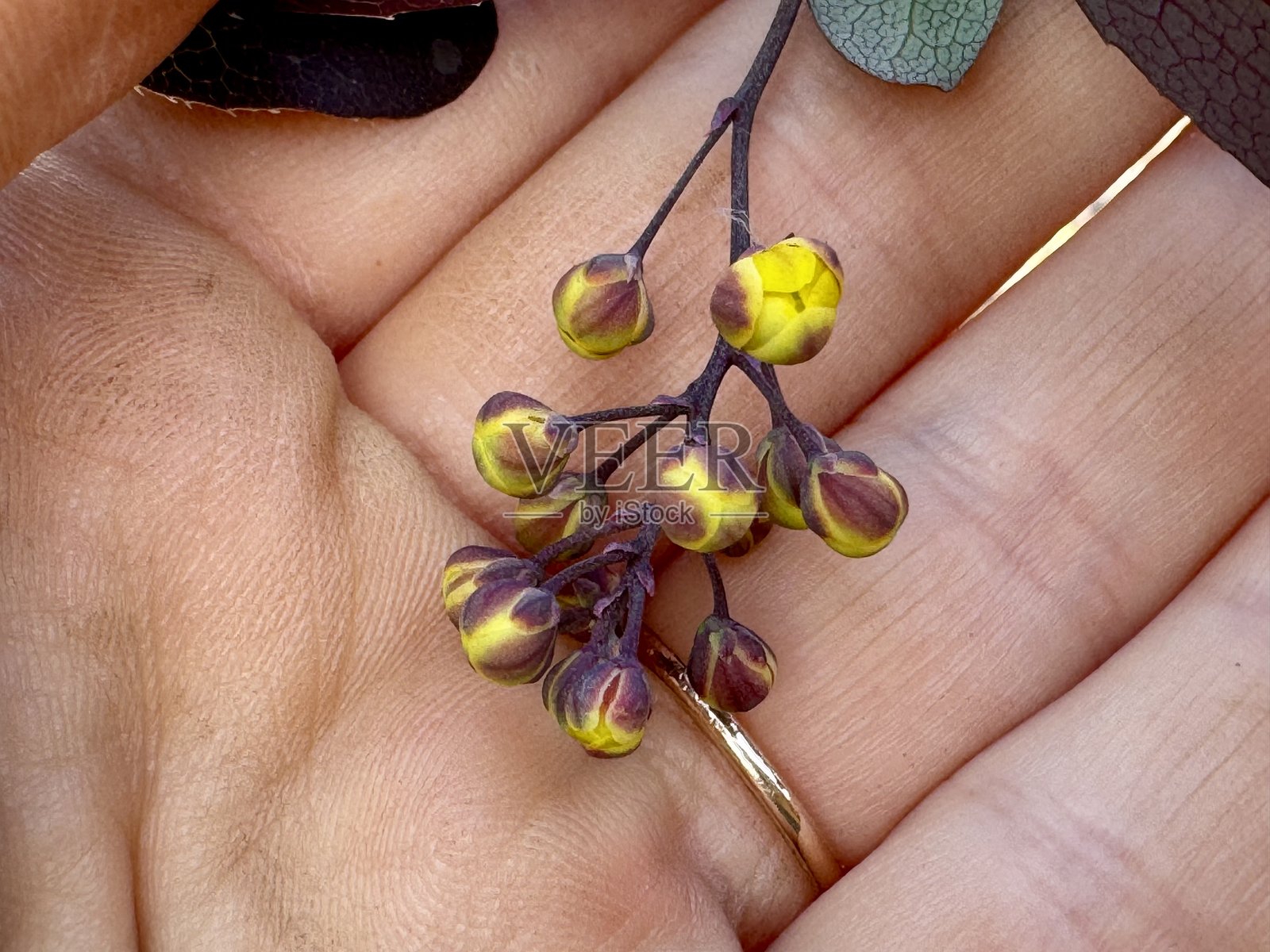 盛开的小檗灌木特写照片摄影图片