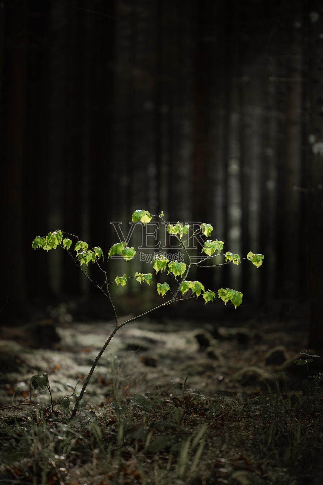 阳光照耀下的年轻绿芽在阴暗的森林中照片摄影图片