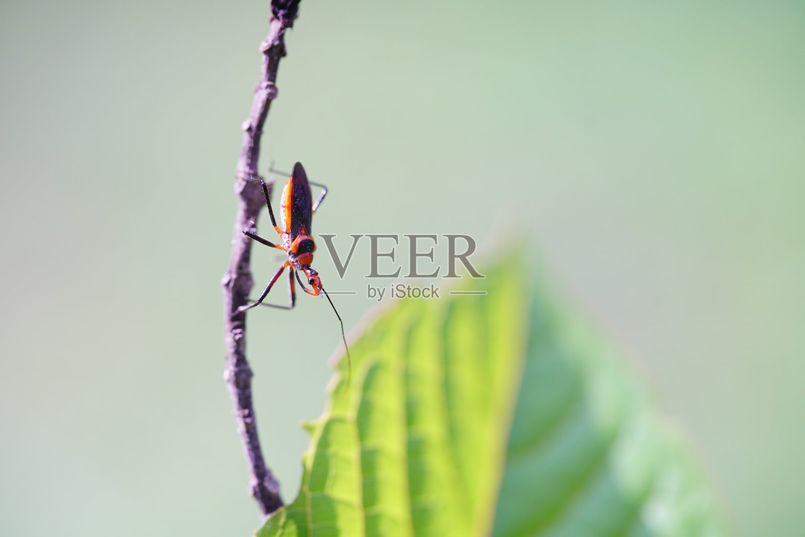 在农业田地中发现的三角虫。照片摄影图片