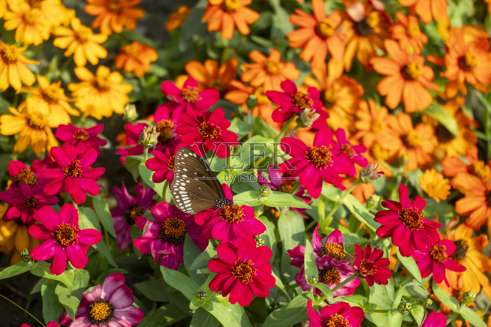 细叶百日草蝴蝶在百日草花上采蜜照片摄影图片