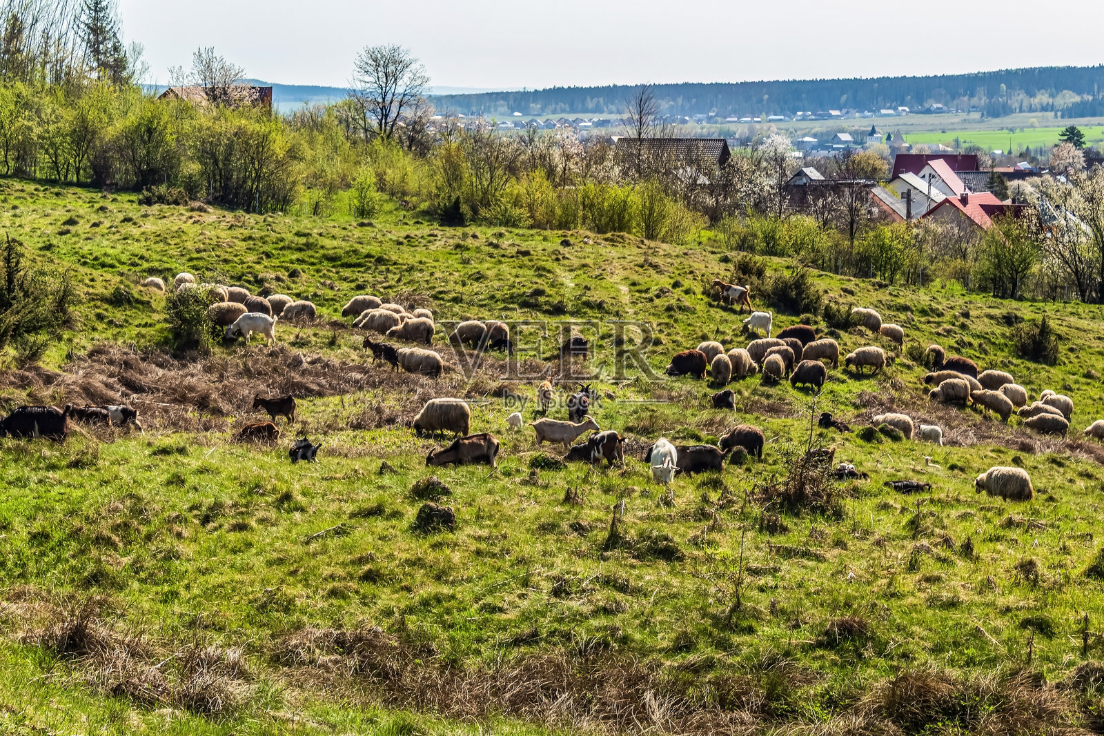 森林,喀尔巴阡山脉,自然照片 - 欧洲,东欧,罗马尼亚照片摄影图片