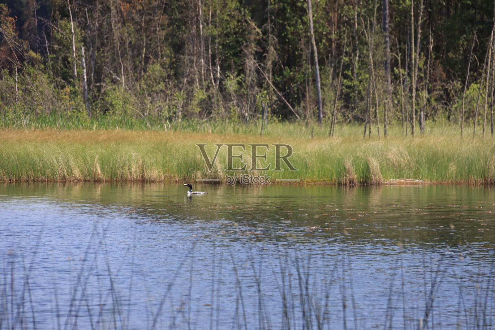 皮普雷尔湖萨斯喀彻温省地区风景照片摄影图片