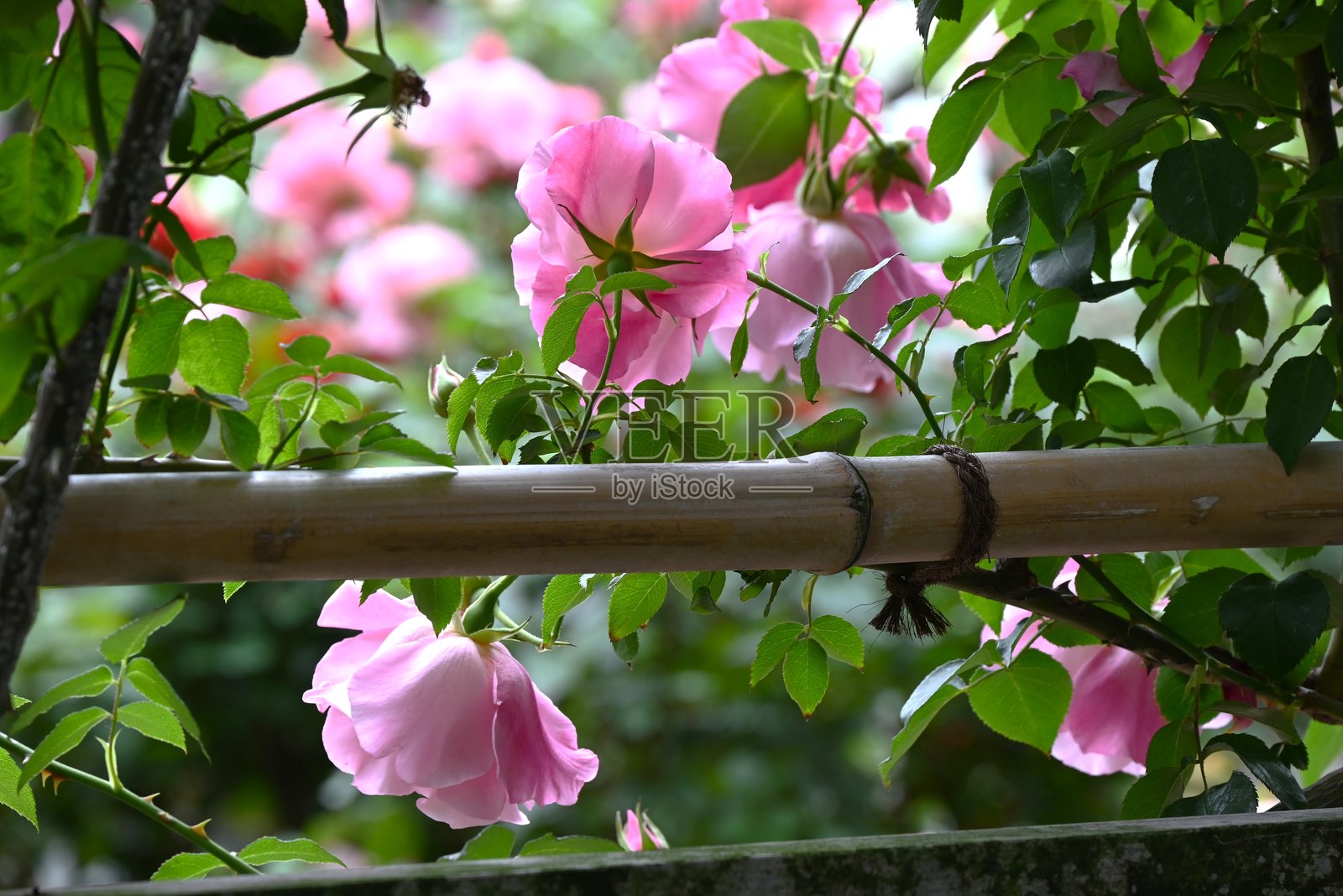 玫瑰花园中盛开的玫瑰。照片摄影图片