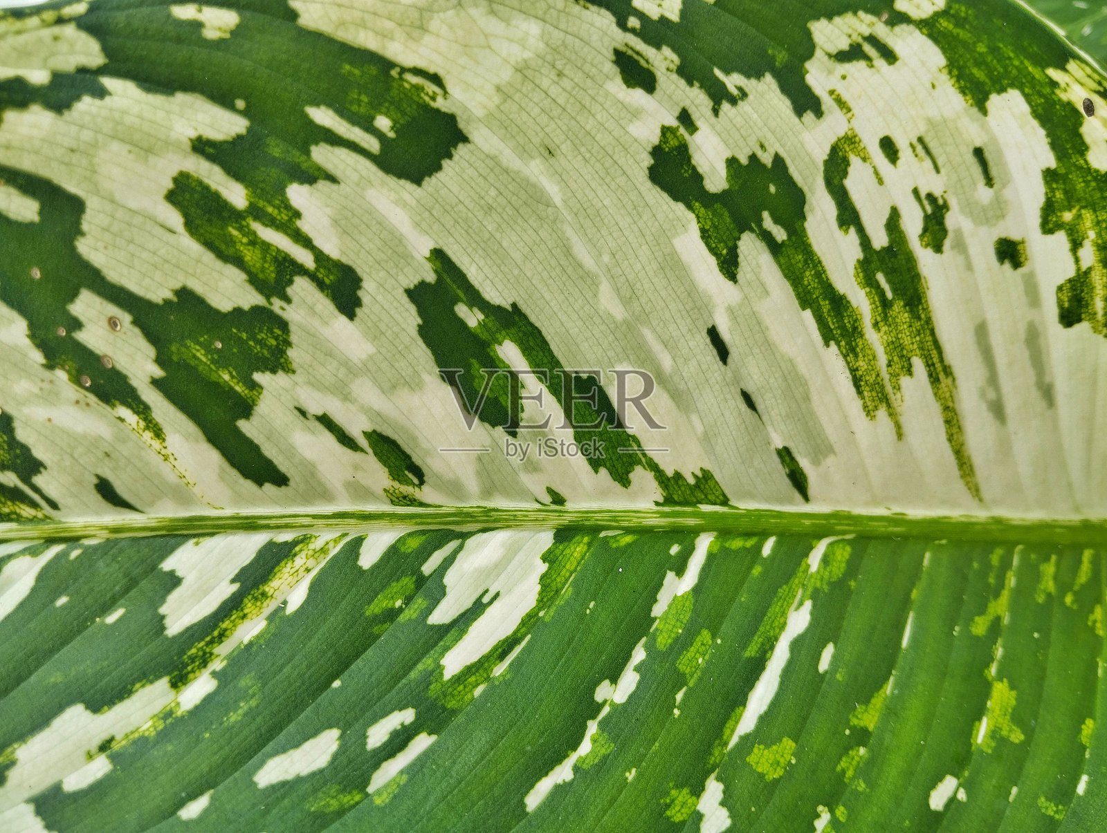 叶子表面纹理的特写背景照片摄影图片