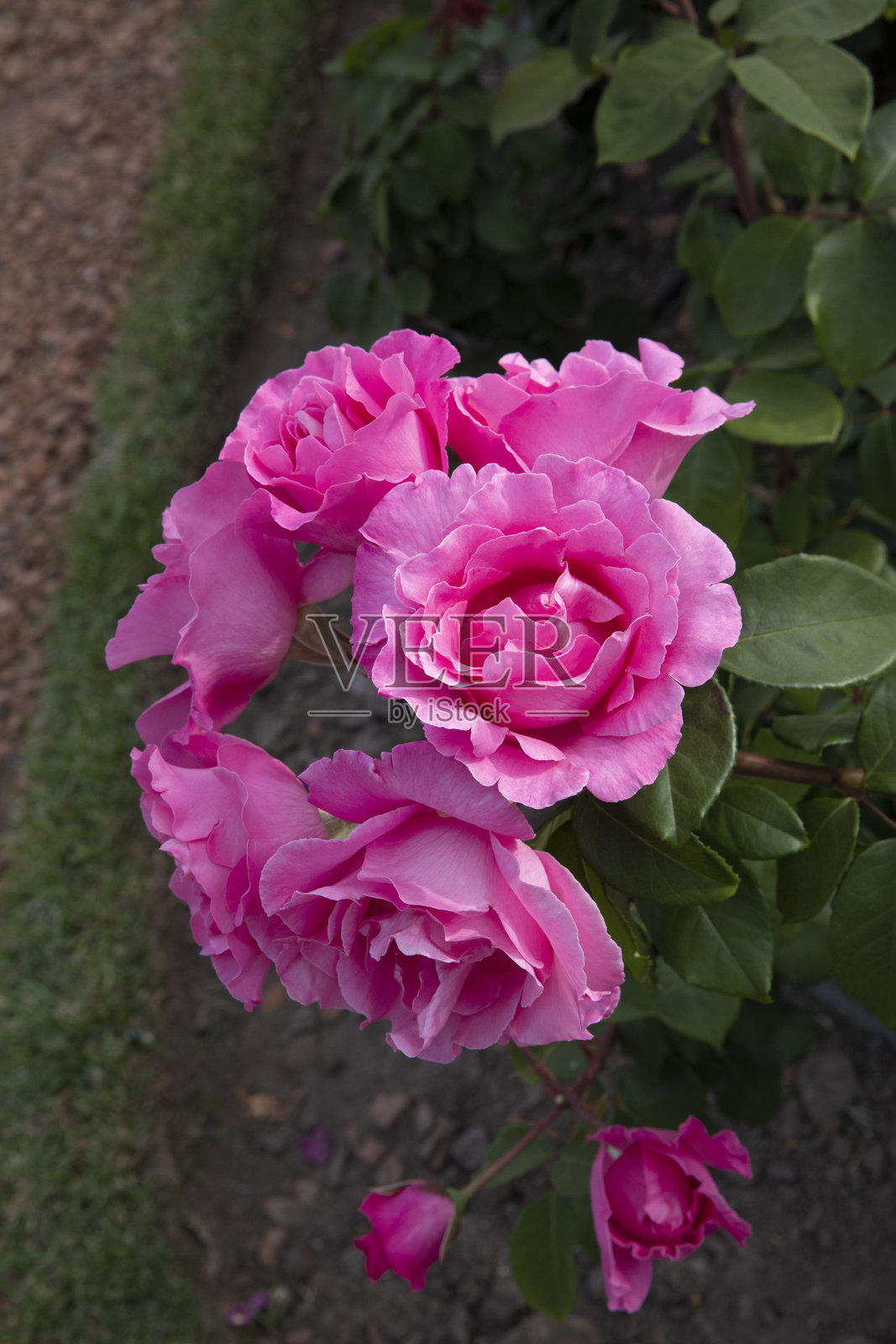 公园中盛开的粉色花瓣的罗莎·麦卡特尼花特写镜头照片摄影图片