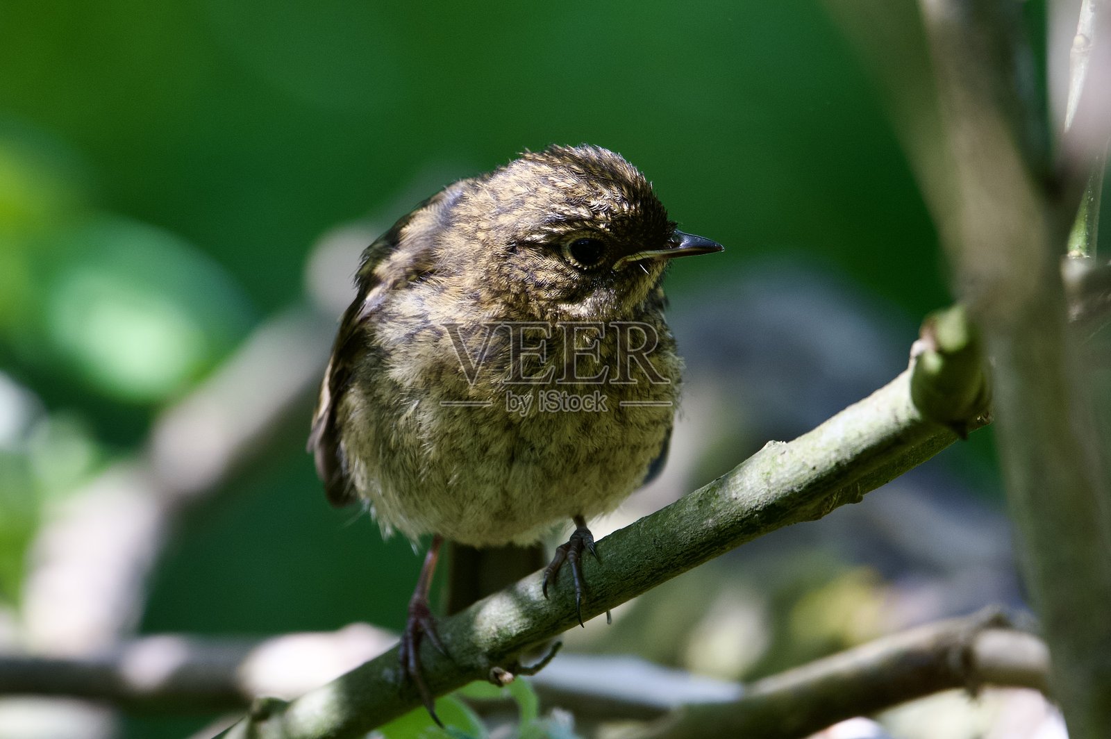 幼鸟罗宾栖息在树枝上照片摄影图片