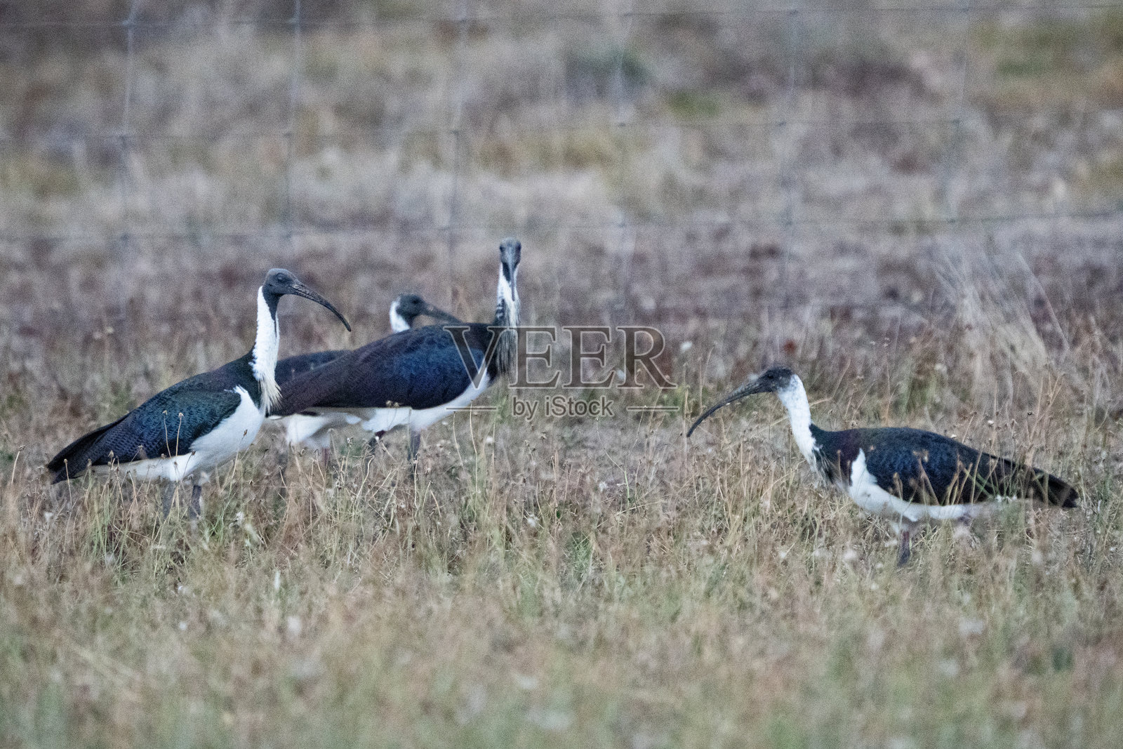 一群刺颈鹮(Threskiornis spinicollis)一起在地面上行走,觅食昆虫。照片摄影图片