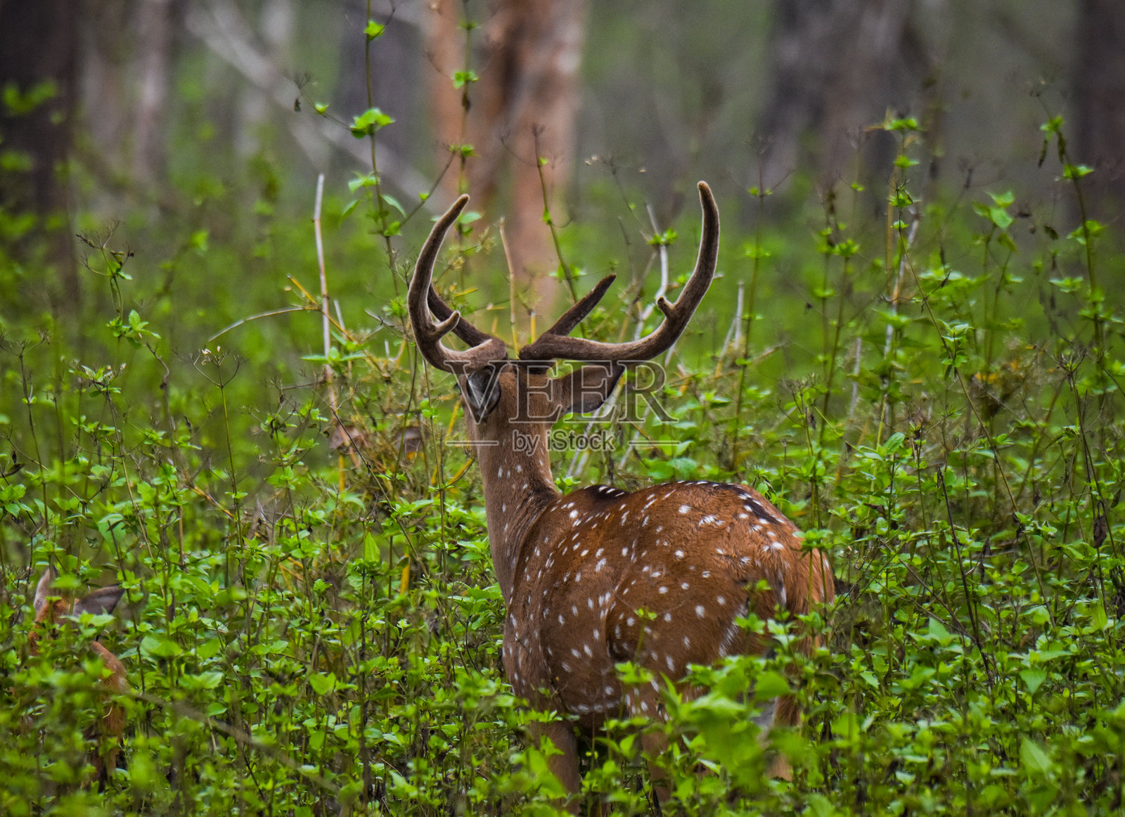 野生鹿照片摄影图片