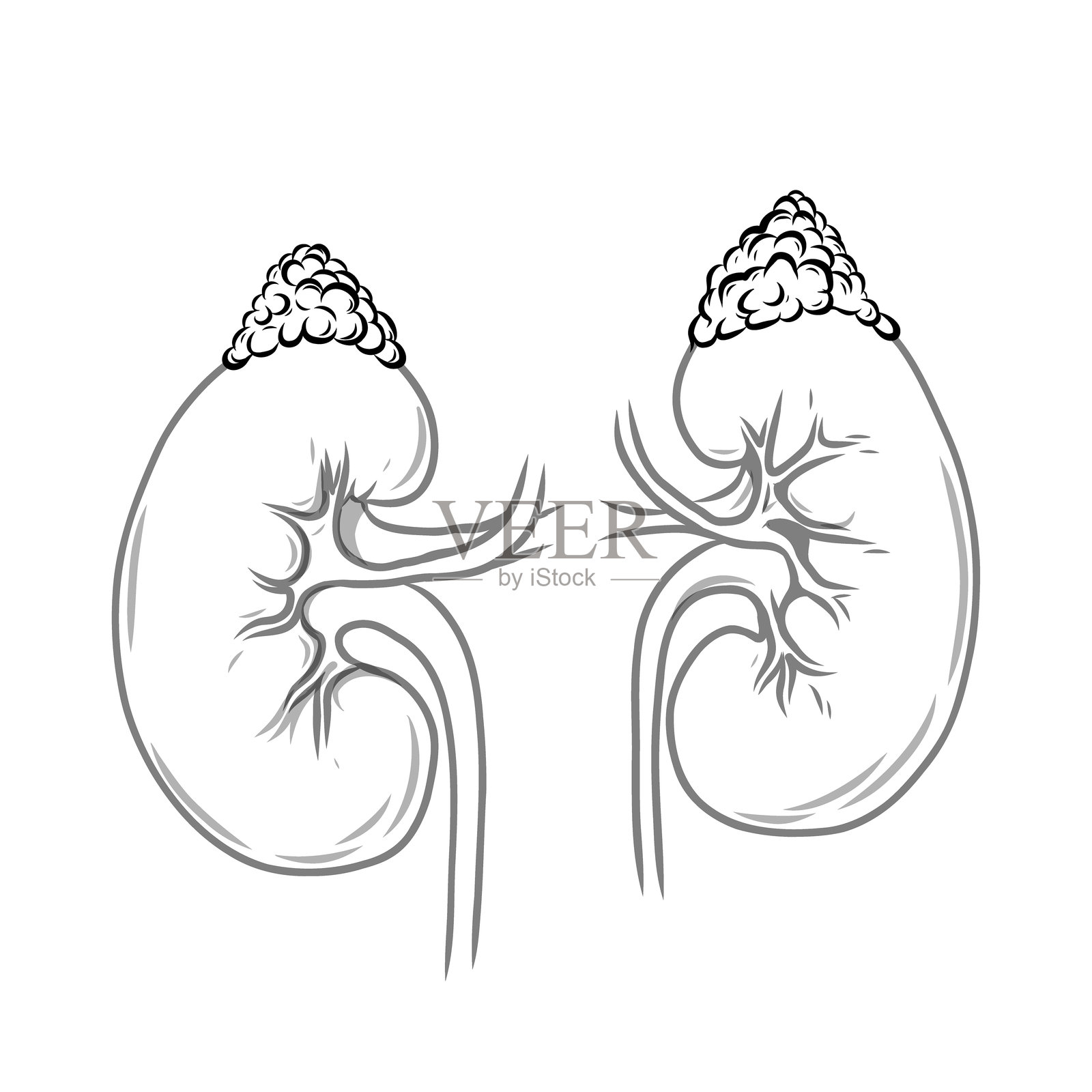 肾上腺和肾脏。解剖学上正确的人类肾上腺和肾脏。线性。器官系统符号,人身体部位。矢量医学插图。插画图片素材