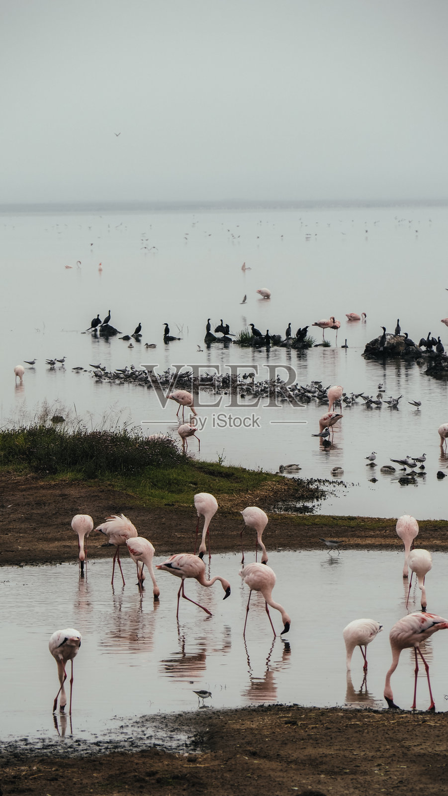 恩戈罗恩戈罗火山口的火烈鸟照片摄影图片