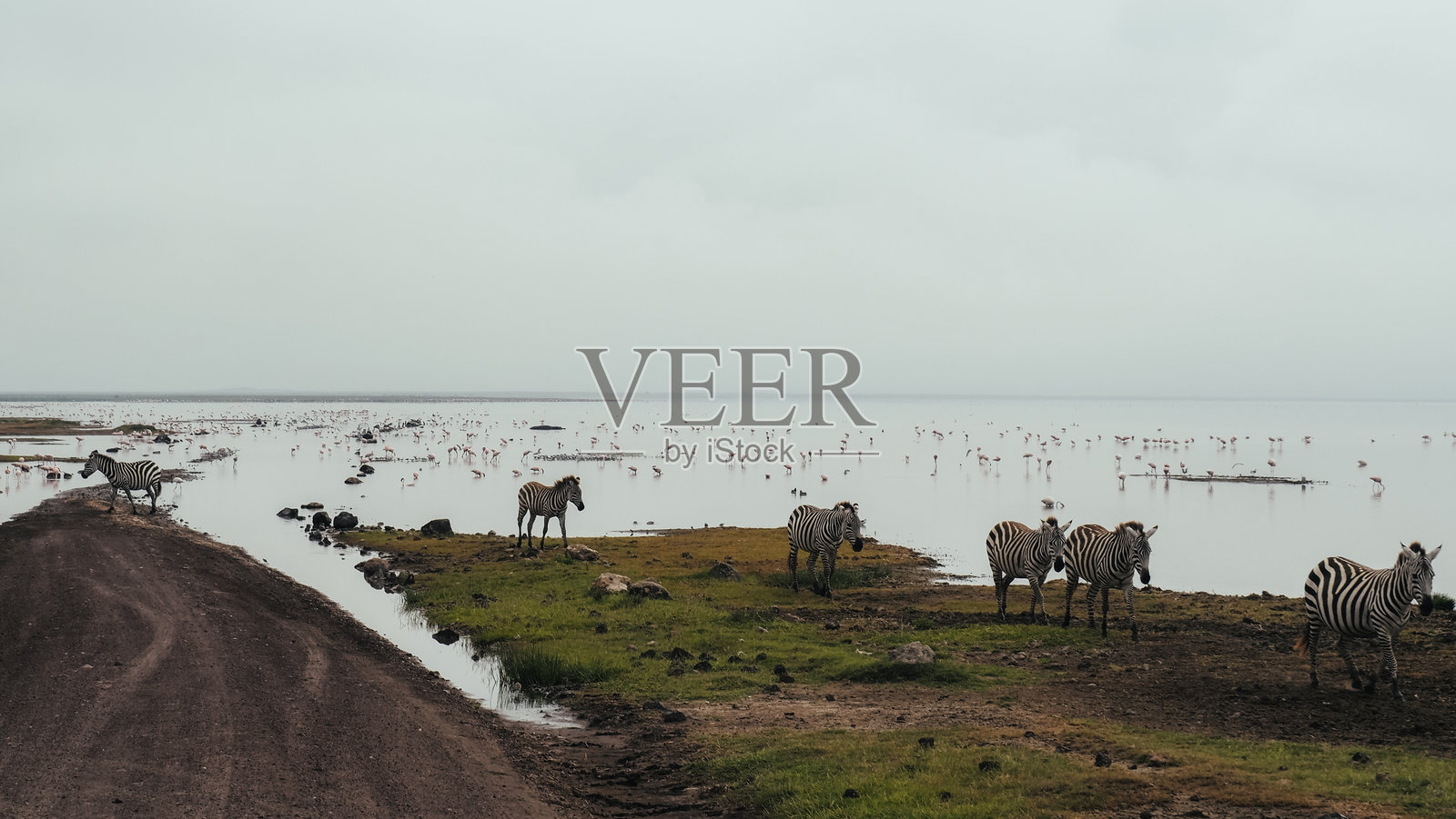 恩戈罗恩戈罗火山口的火烈鸟照片摄影图片