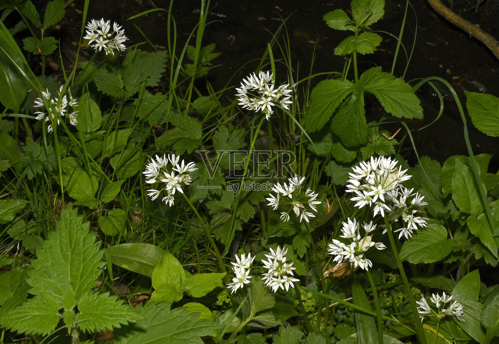 大蒜,野蒜,熊葱 1.照片摄影图片