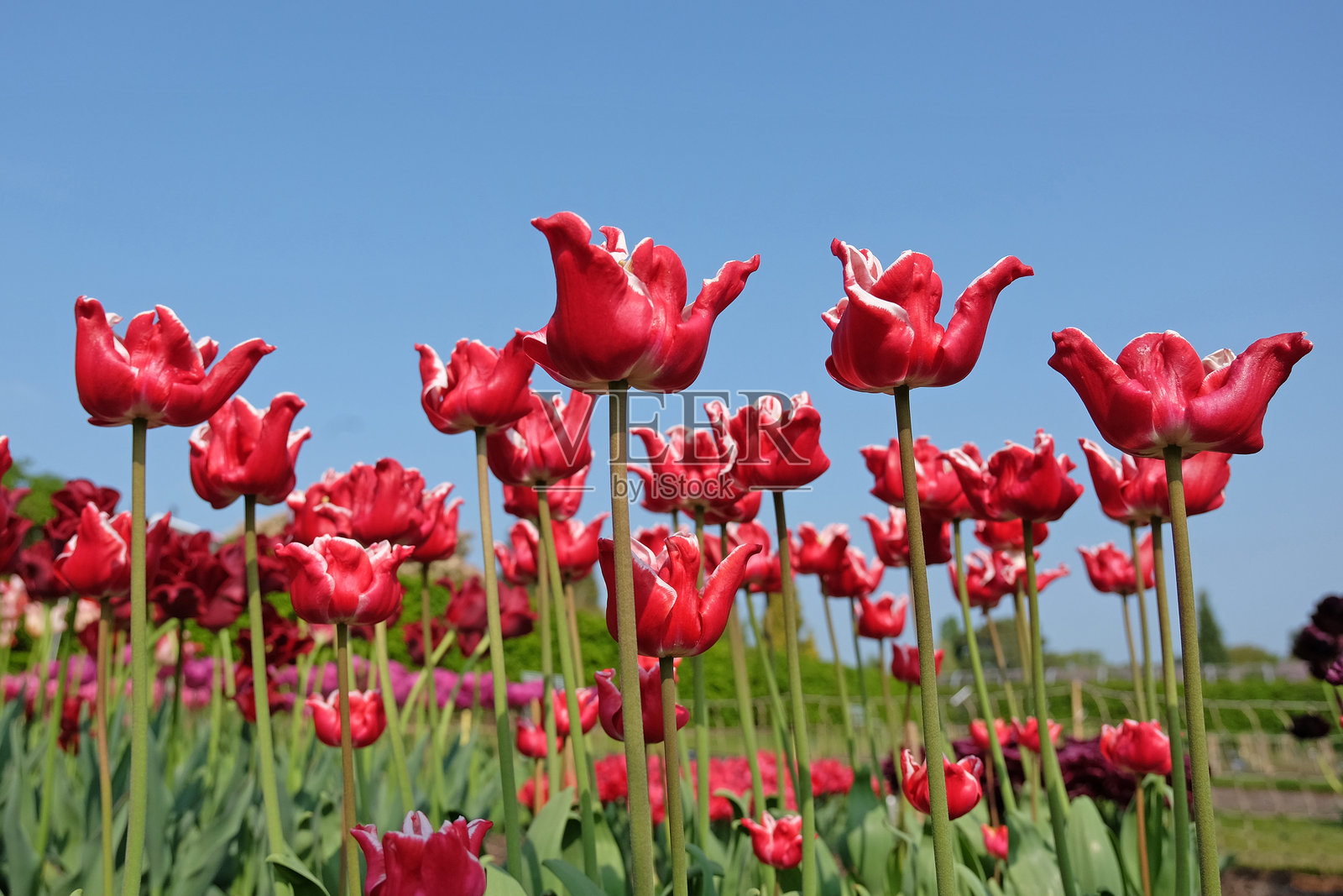 高大的红白相间的花冠郁金香,郁金香 '优雅王冠' 正在盛开。照片摄影图片
