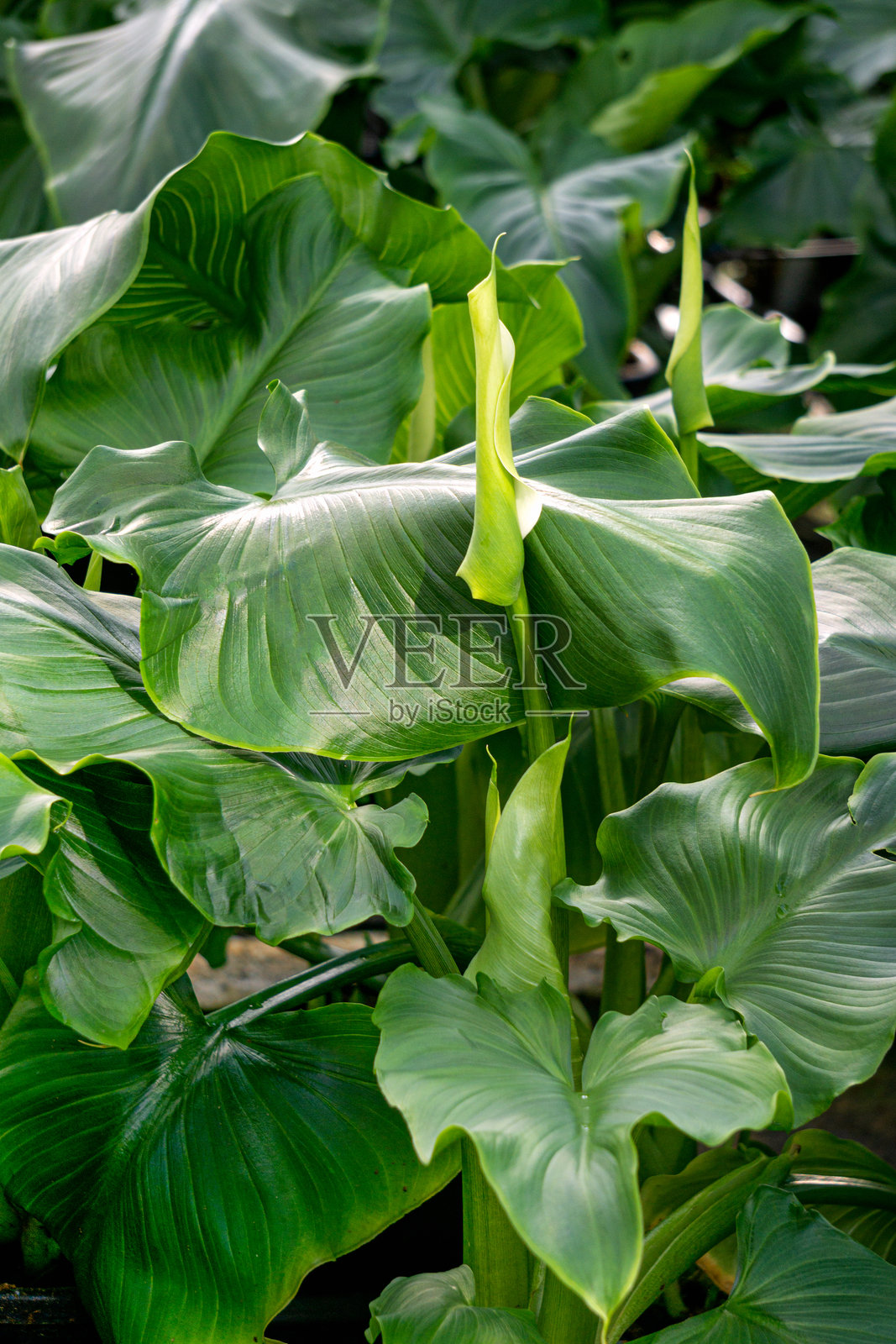 大温室中的马蹄莲花,出售观赏植物。照片摄影图片
