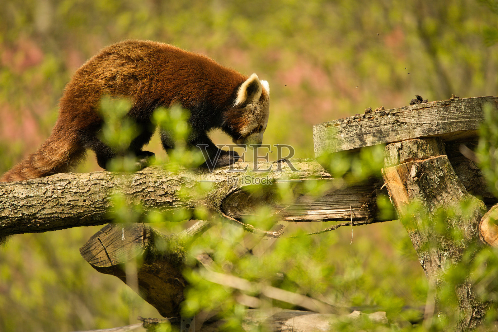红熊猫照片摄影图片