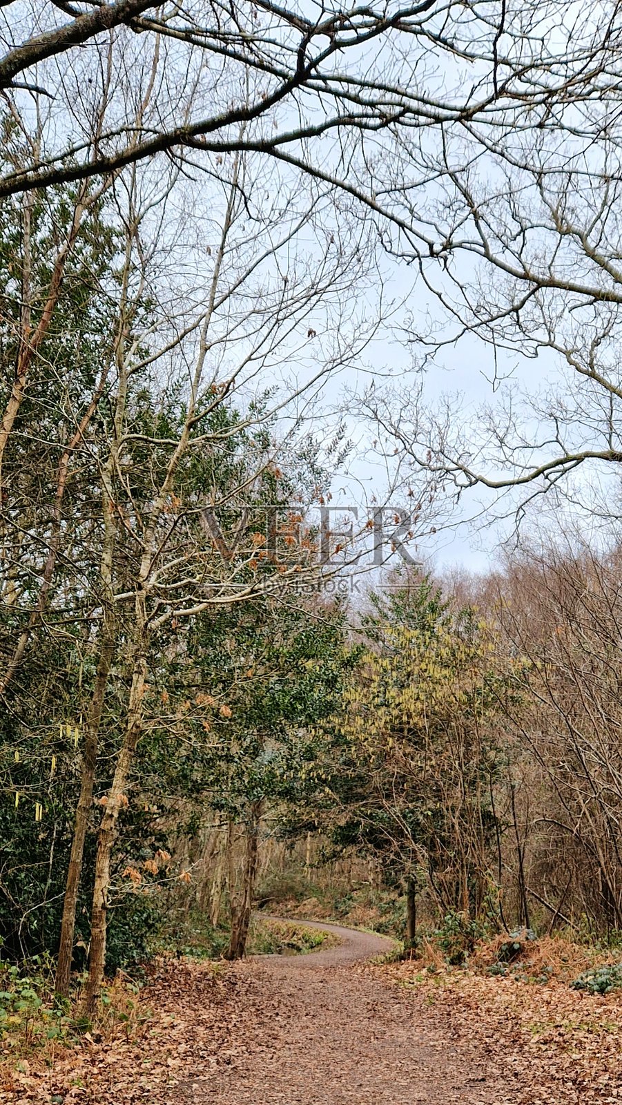 光秃的树枝和绿色的松树沿着森林小径排列照片摄影图片