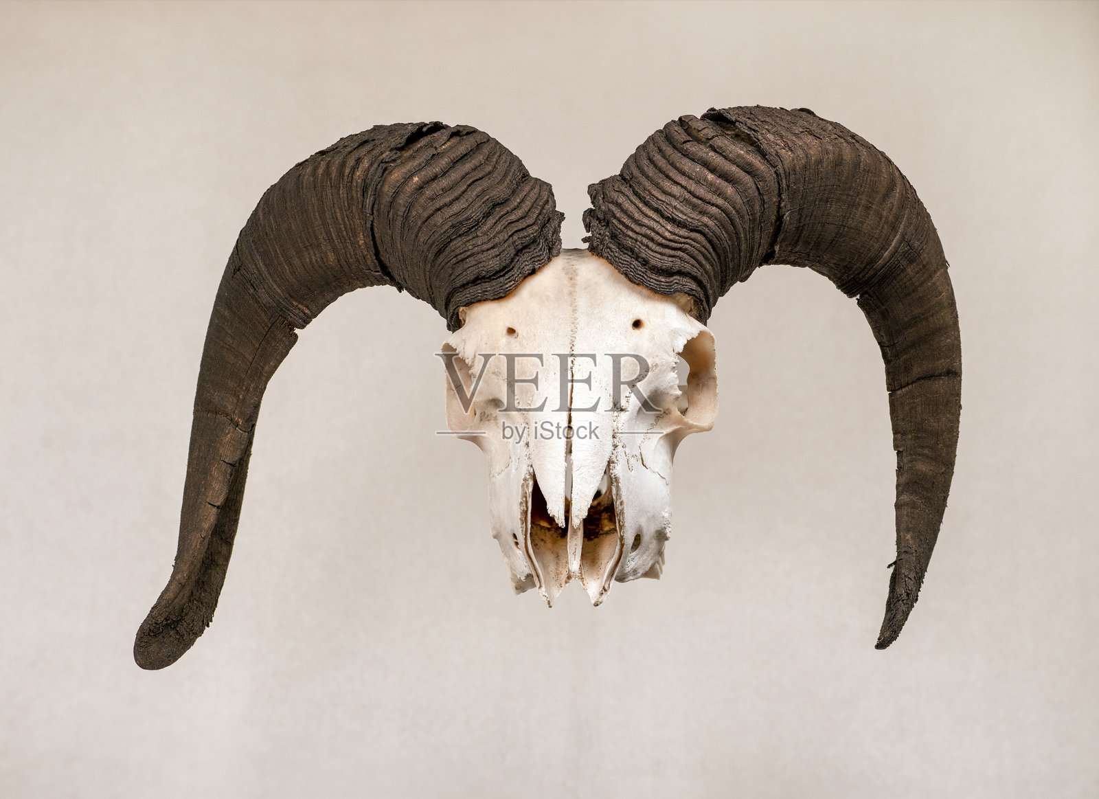 孤立的公羊头骨挂件照片摄影图片