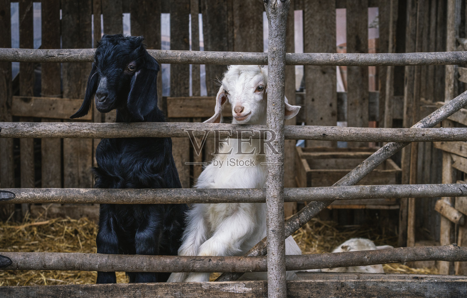 农场里可爱的小羊照片摄影图片