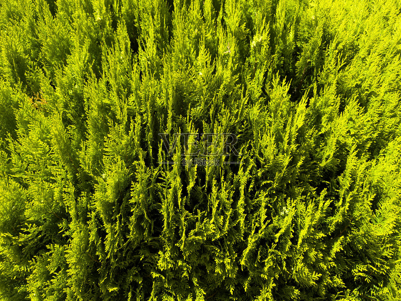 针叶树,常绿叶,绿色树枝,柏树,侧柏叶,雪松纹理,自然背景,新鲜绿叶,松针,植物特写,生机勃勃的绿色,叶片图案,花园照片摄影图片