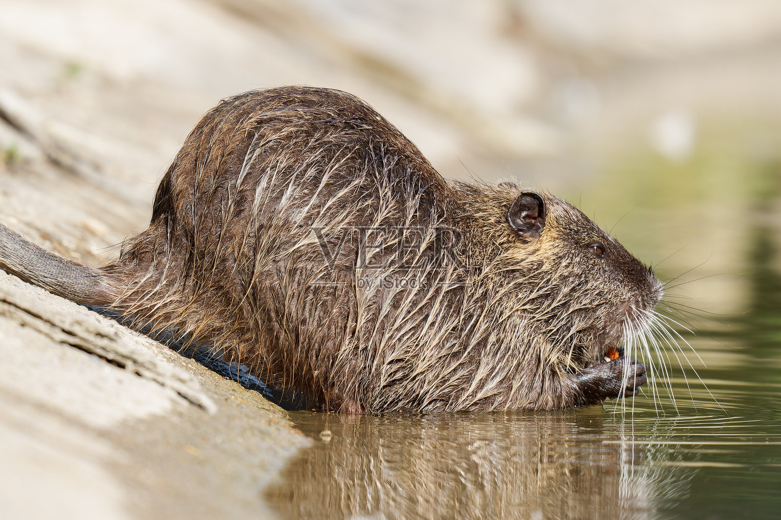水中觅食的海狸鼠(Myocastor coypus) – 圣詹姆斯港的城市野生动物照片摄影图片