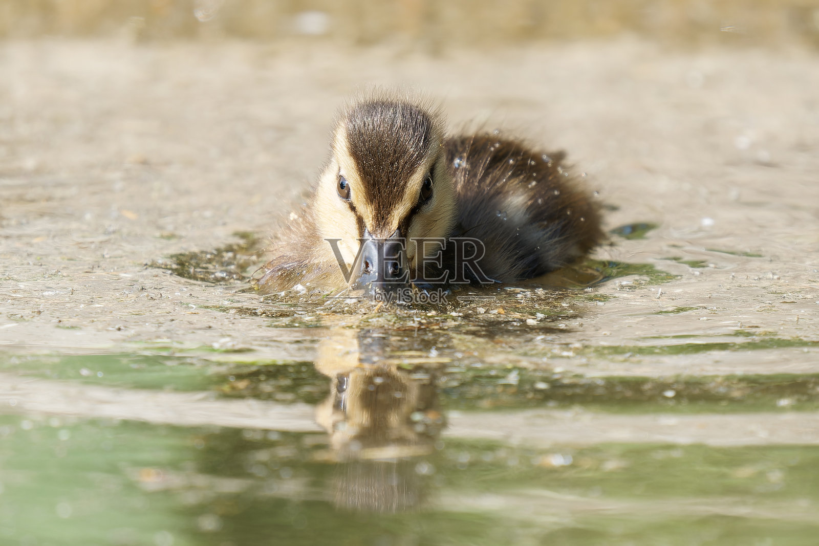 在巴黎布洛涅森林游泳的绿头鸭雏鸟(Anas platyrhynchos)照片摄影图片