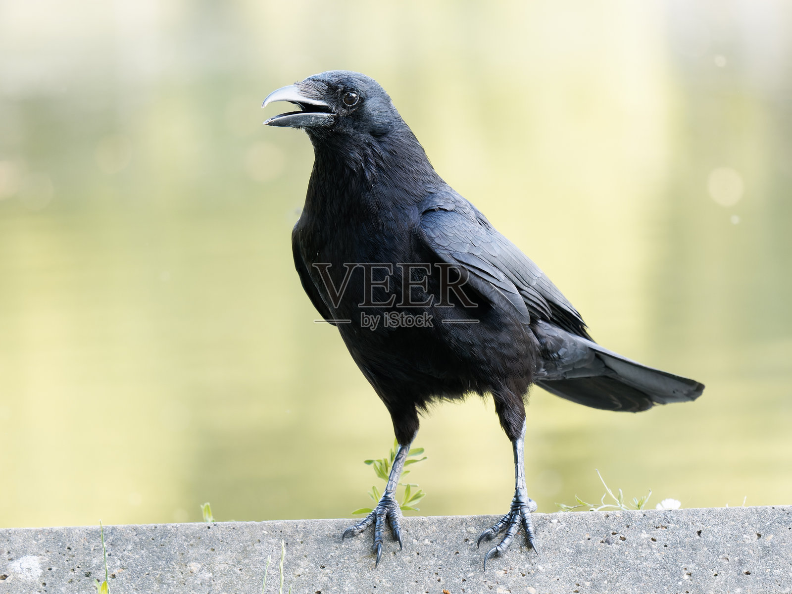 巴黎布洛涅森林中的乌鸦特写肖像 (Corvus corone)照片摄影图片
