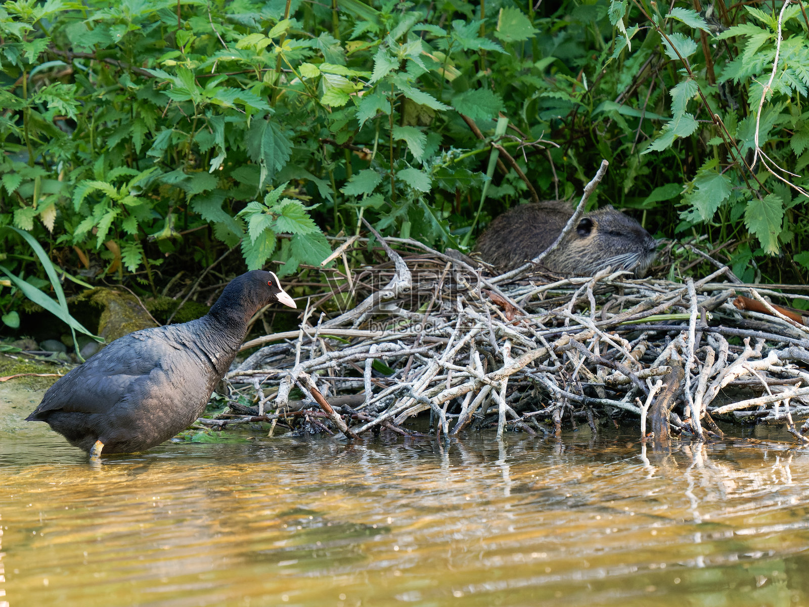 在欧亚水鸡巢上的海狸鼠(Myocastor coypus),水鸡们大声反应 - 城市野生动物冲突照片摄影图片