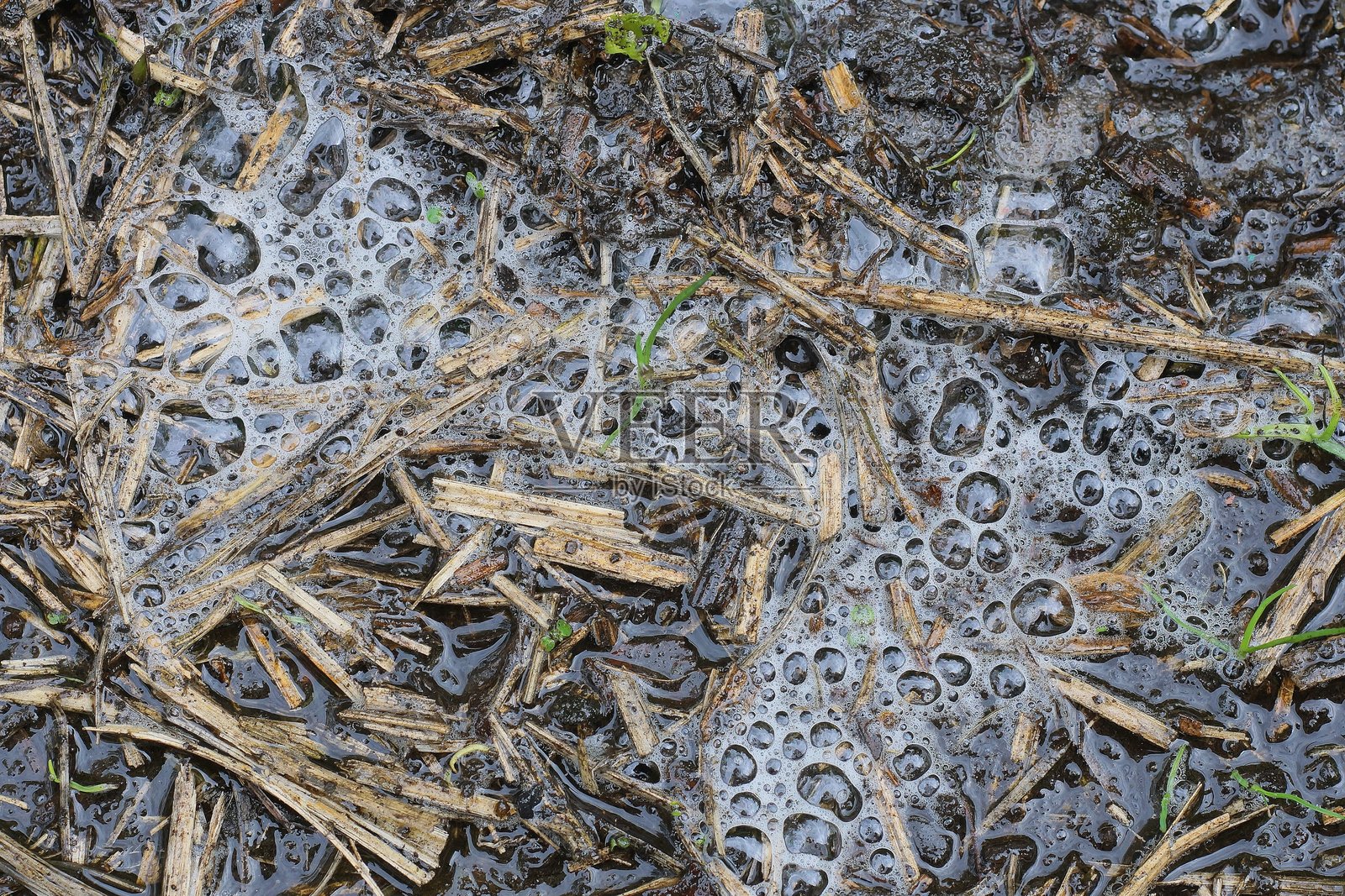 灰色脏水中的白色肥皂泡沫在一个水坑里照片摄影图片