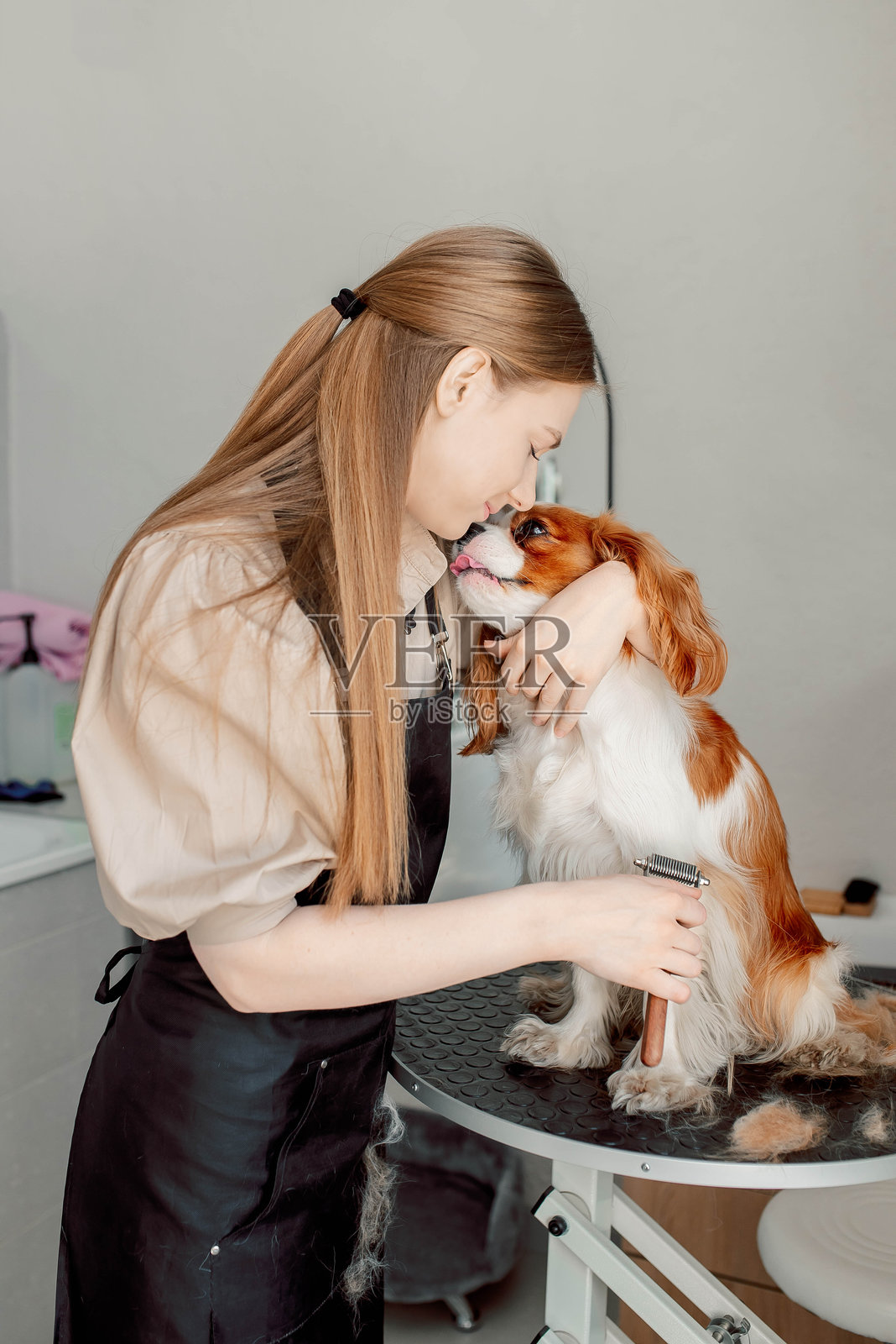 刷牙时间成为了查尔斯王小猎犬与主人之间的亲密时刻。温柔的梳理带来舒缓的效果,增强了宠物与主人之间的信任,同时保持了整洁的毛发。照片摄影图片