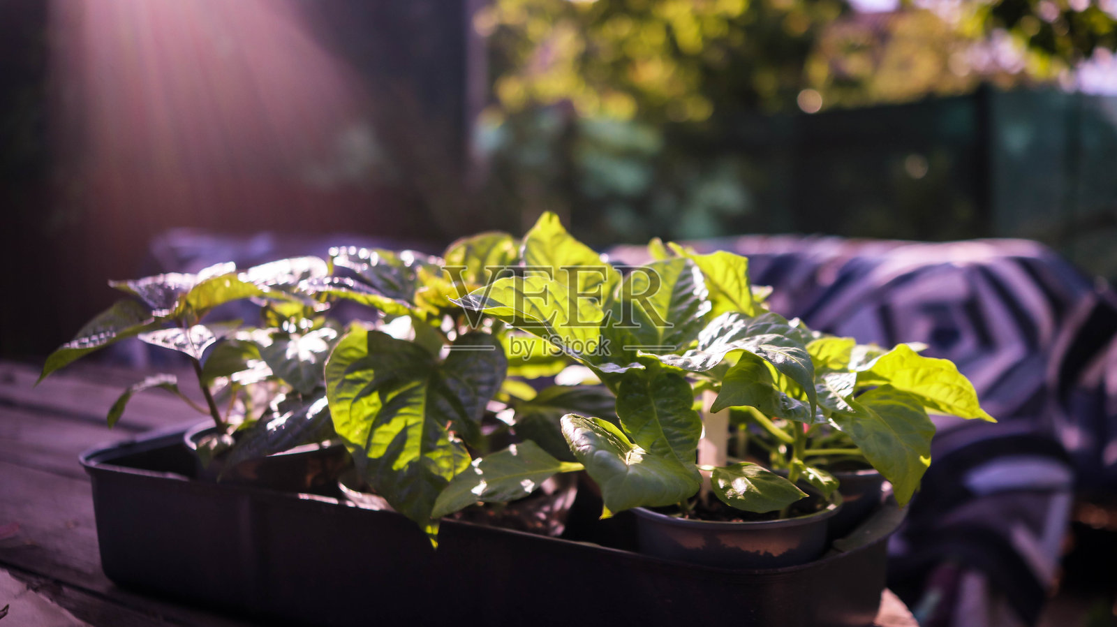 辣椒幼苗特写照片摄影图片