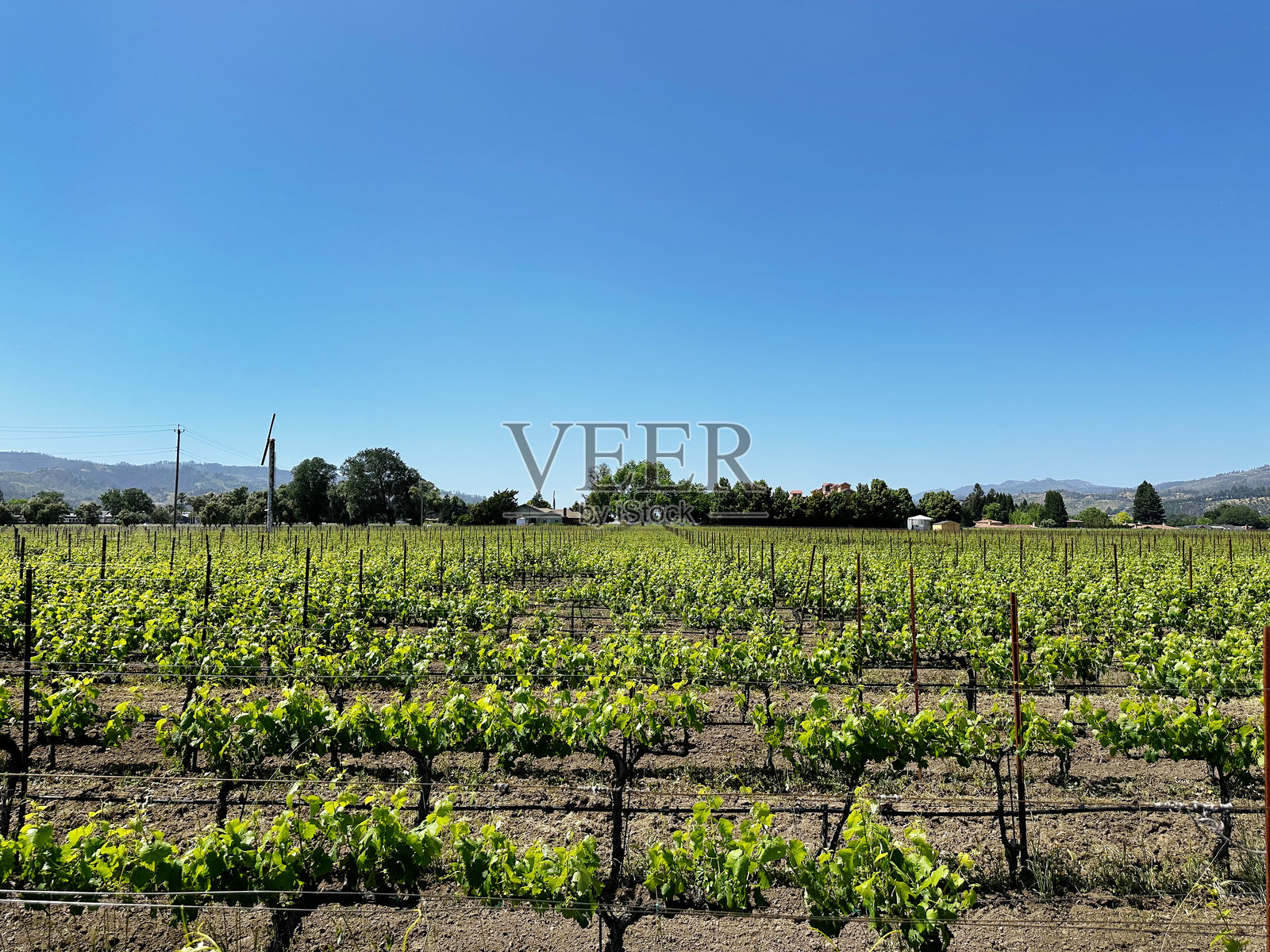 加利福尼亚州纳帕谷的葡萄园和葡萄藤照片摄影图片