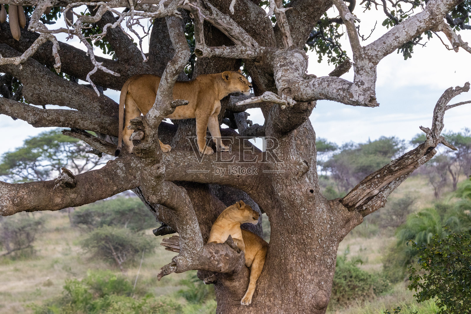 母狮在坦桑尼亚塞伦盖蒂国家公园的香肠树上攀爬和休息照片摄影图片