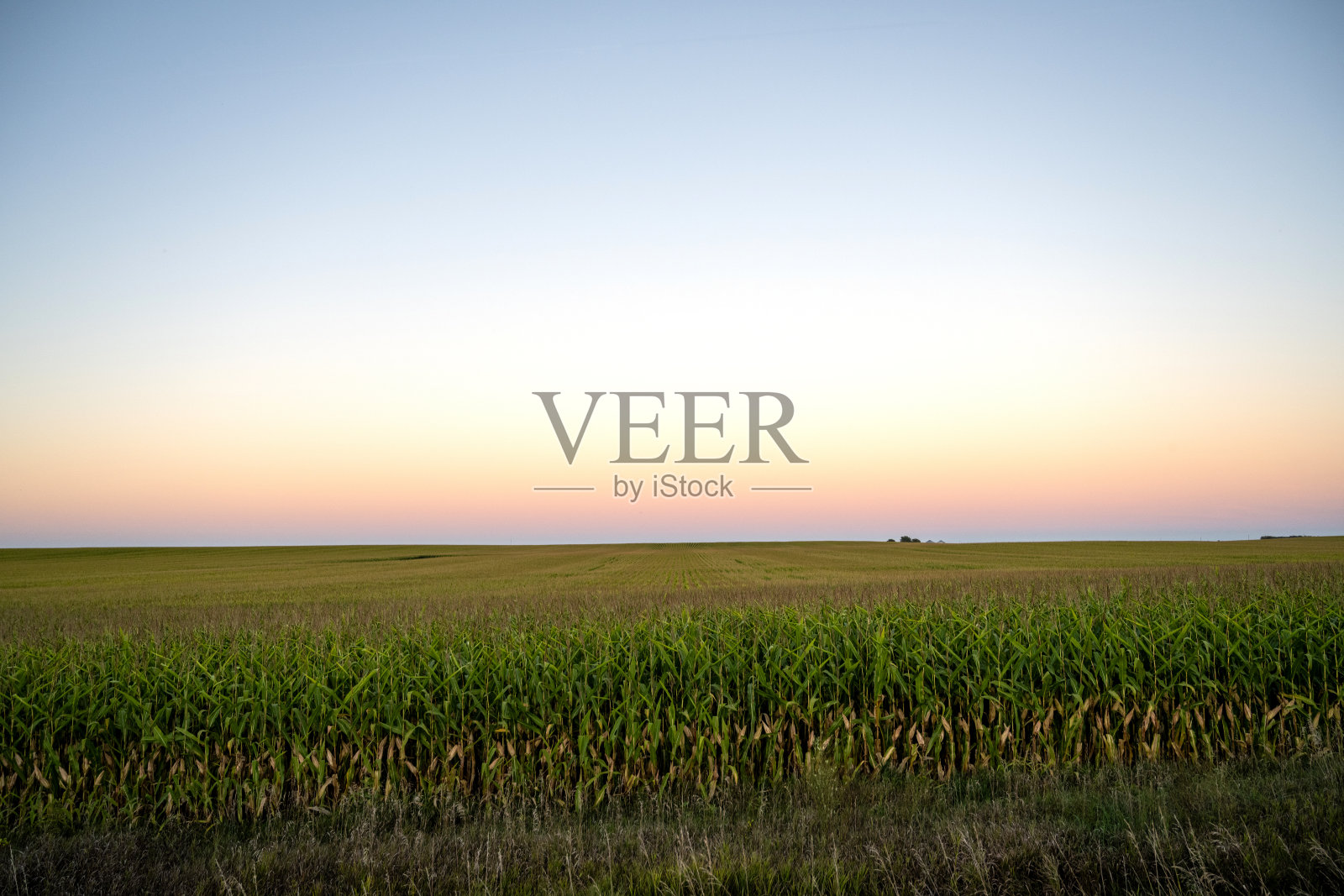 黄昏时分的玉米田照片摄影图片