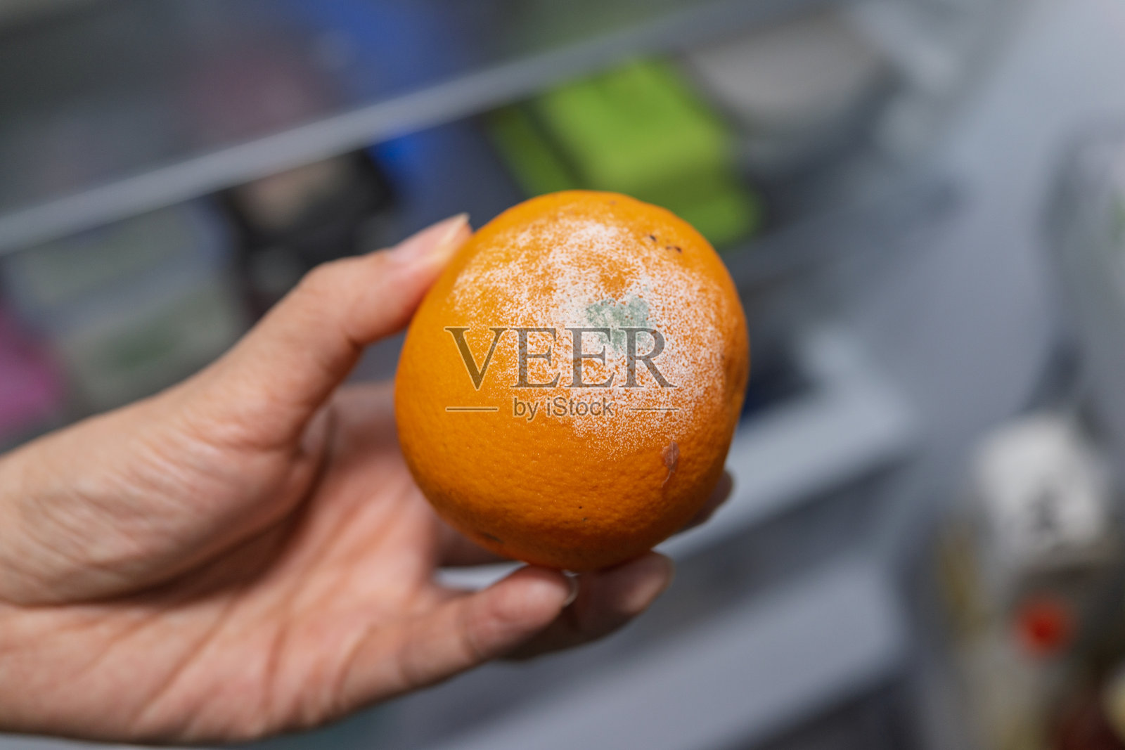 手中拿着长霉的橙子和真菌生长照片摄影图片