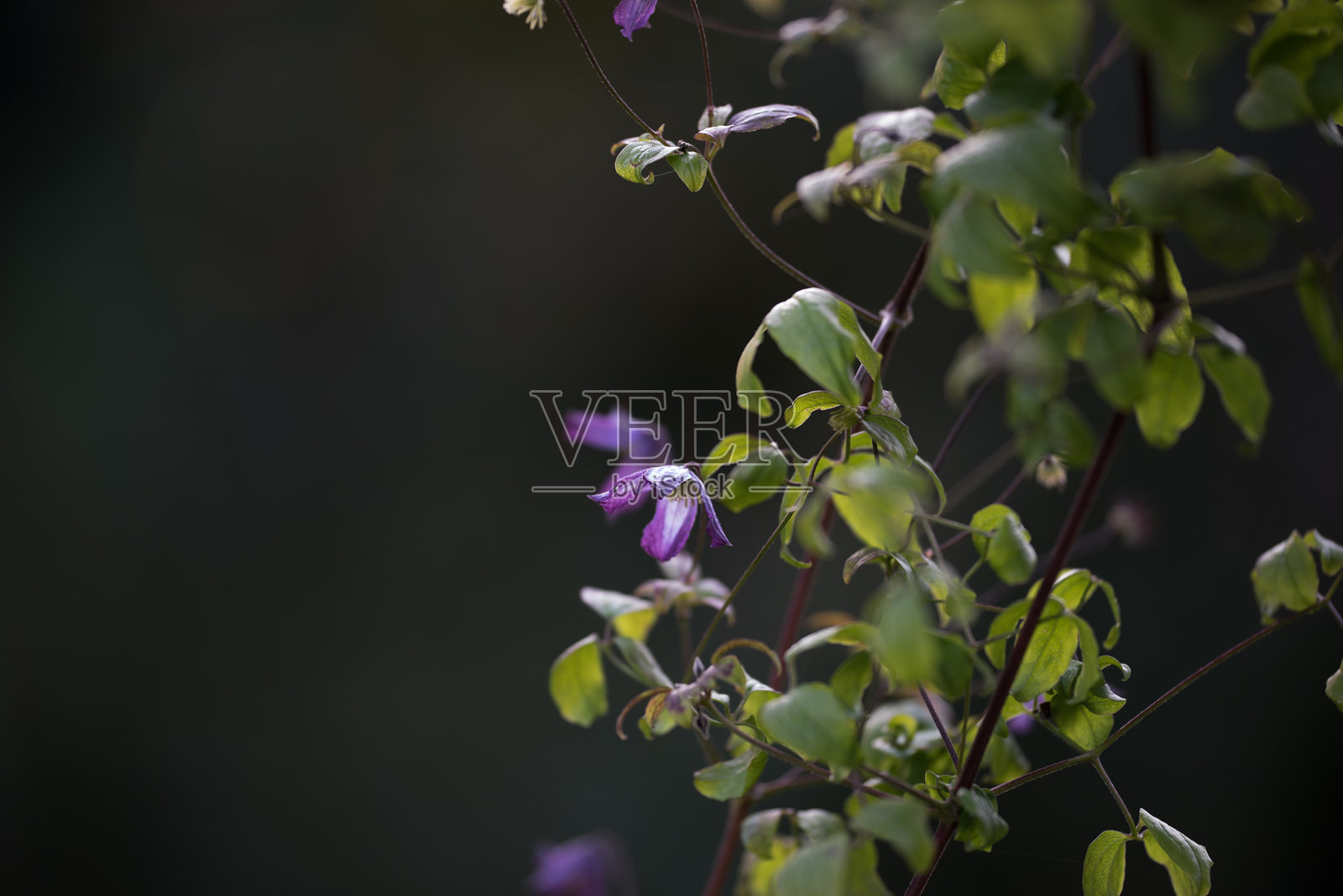 生机勃勃的紫色花朵与郁郁葱葱的绿叶在柔焦镜头下捕捉到的画面照片摄影图片