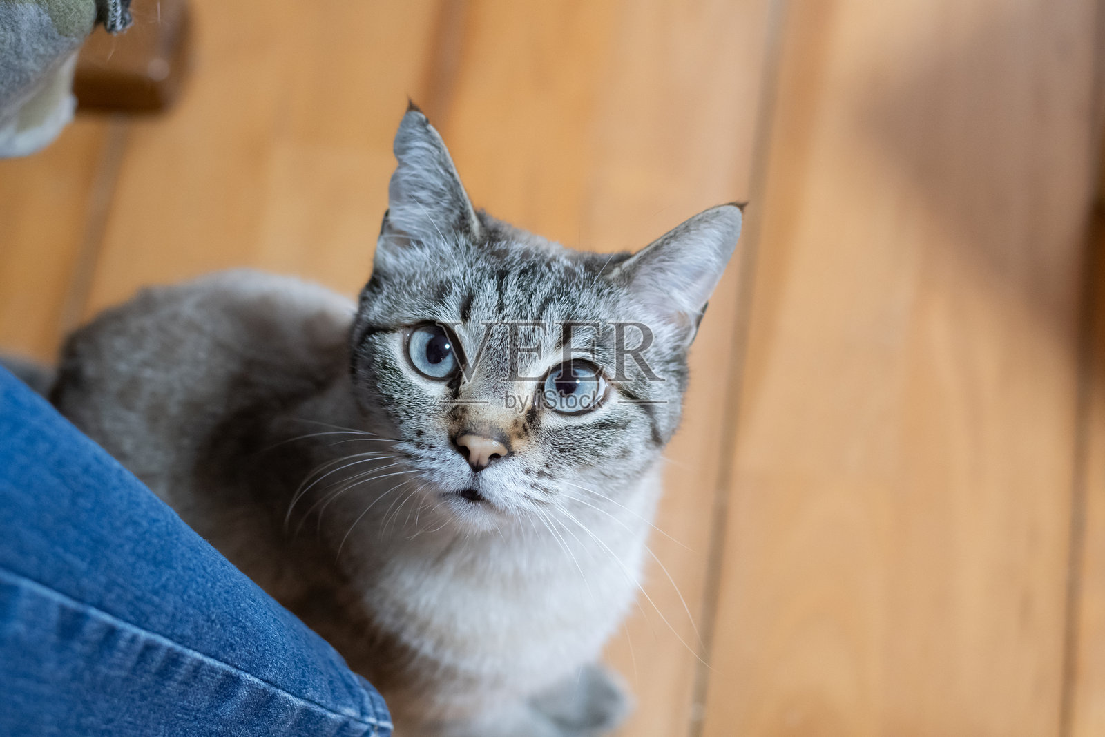 可爱的猫咪盯着看照片摄影图片