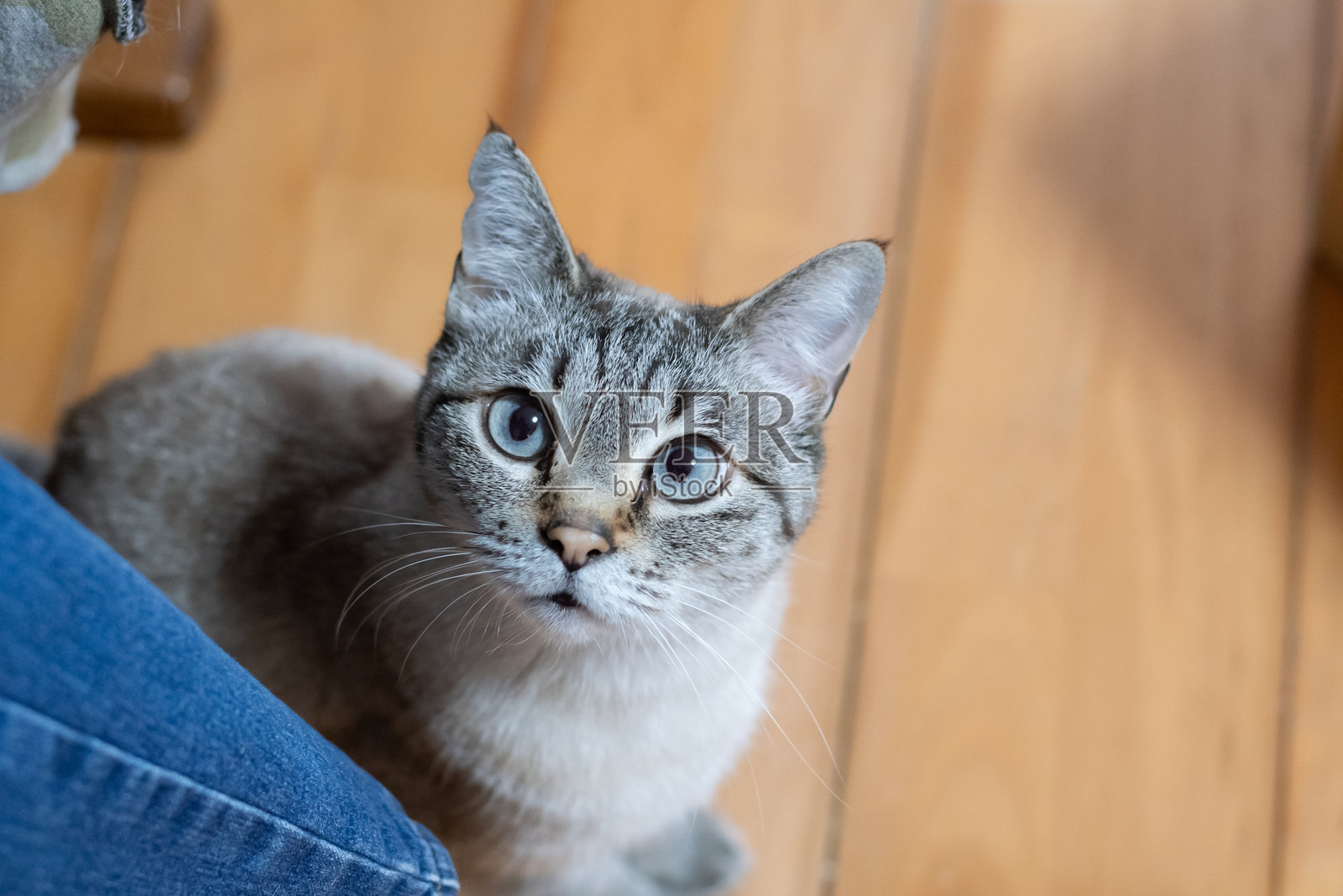 可爱的猫咪凝视着照片摄影图片