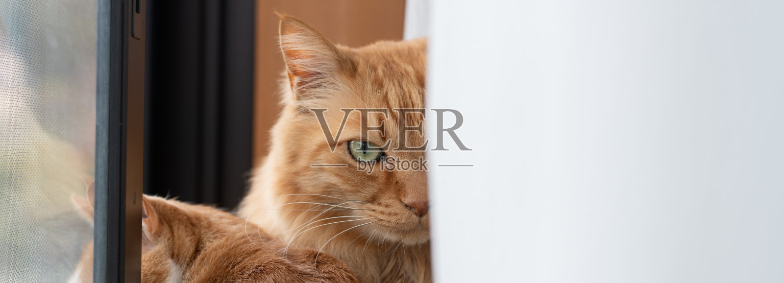 两只猫在窗边放松休息照片摄影图片