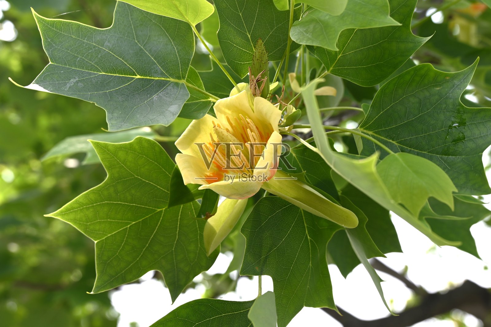 美国木兰树(Liriodendron tulipifera)花。木兰科落叶树。照片摄影图片