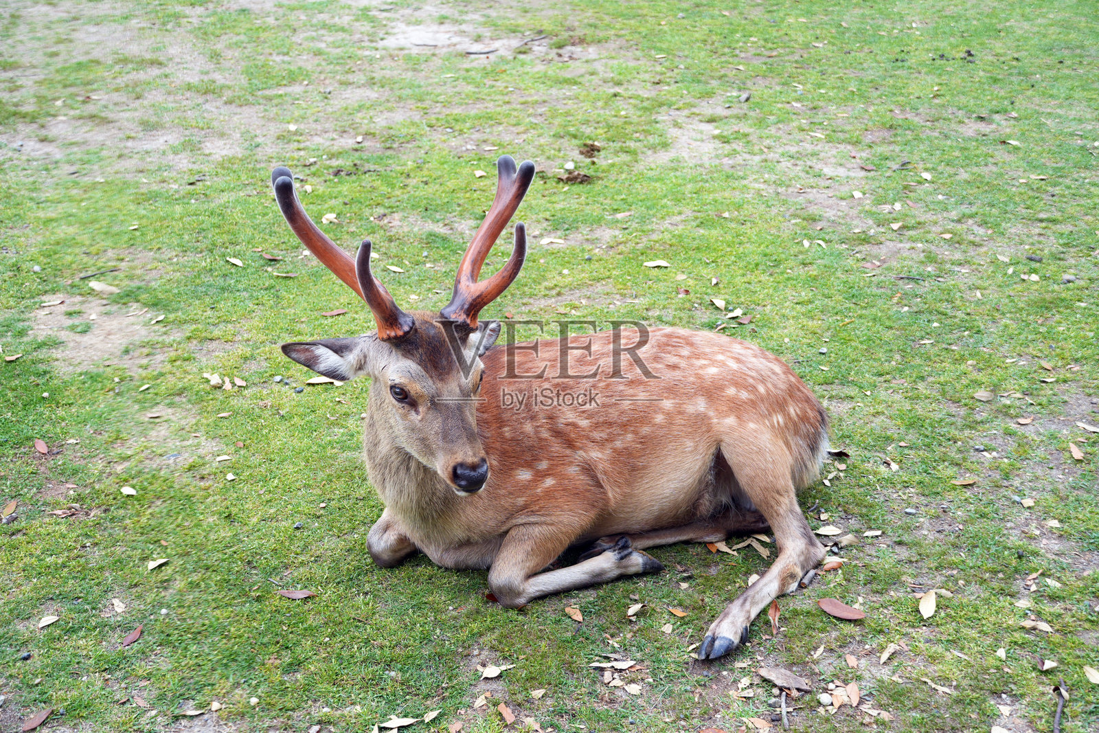 一只美丽的雄鹿在奈良的草地上安静地休息,拥有令人印象深刻的鹿角。照片摄影图片
