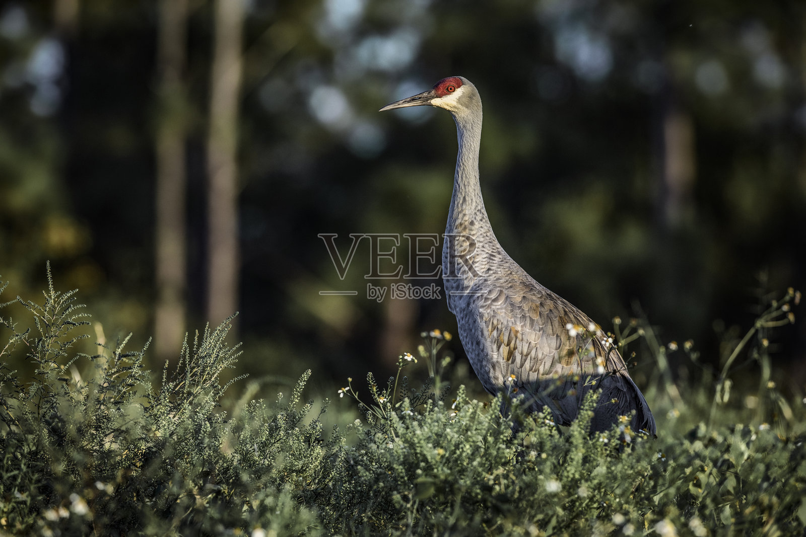 沙丘鹤侧面 - 低角度拍摄照片摄影图片