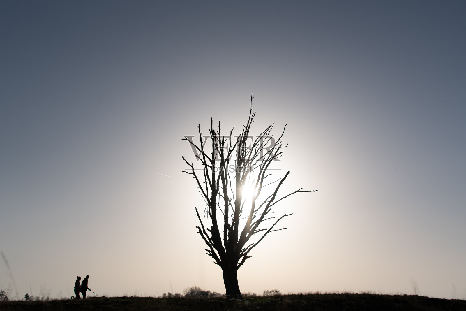 背光下,两位小人和一只狗的剪影,以及一棵大光秃秃的树。照片摄影图片