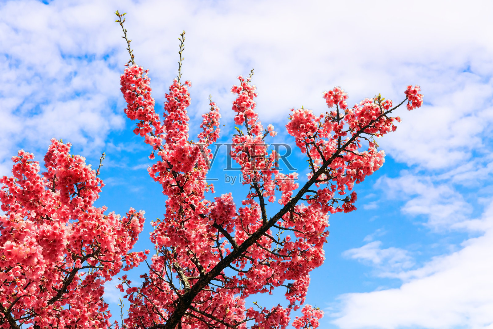 日本樱花与轻云照片摄影图片