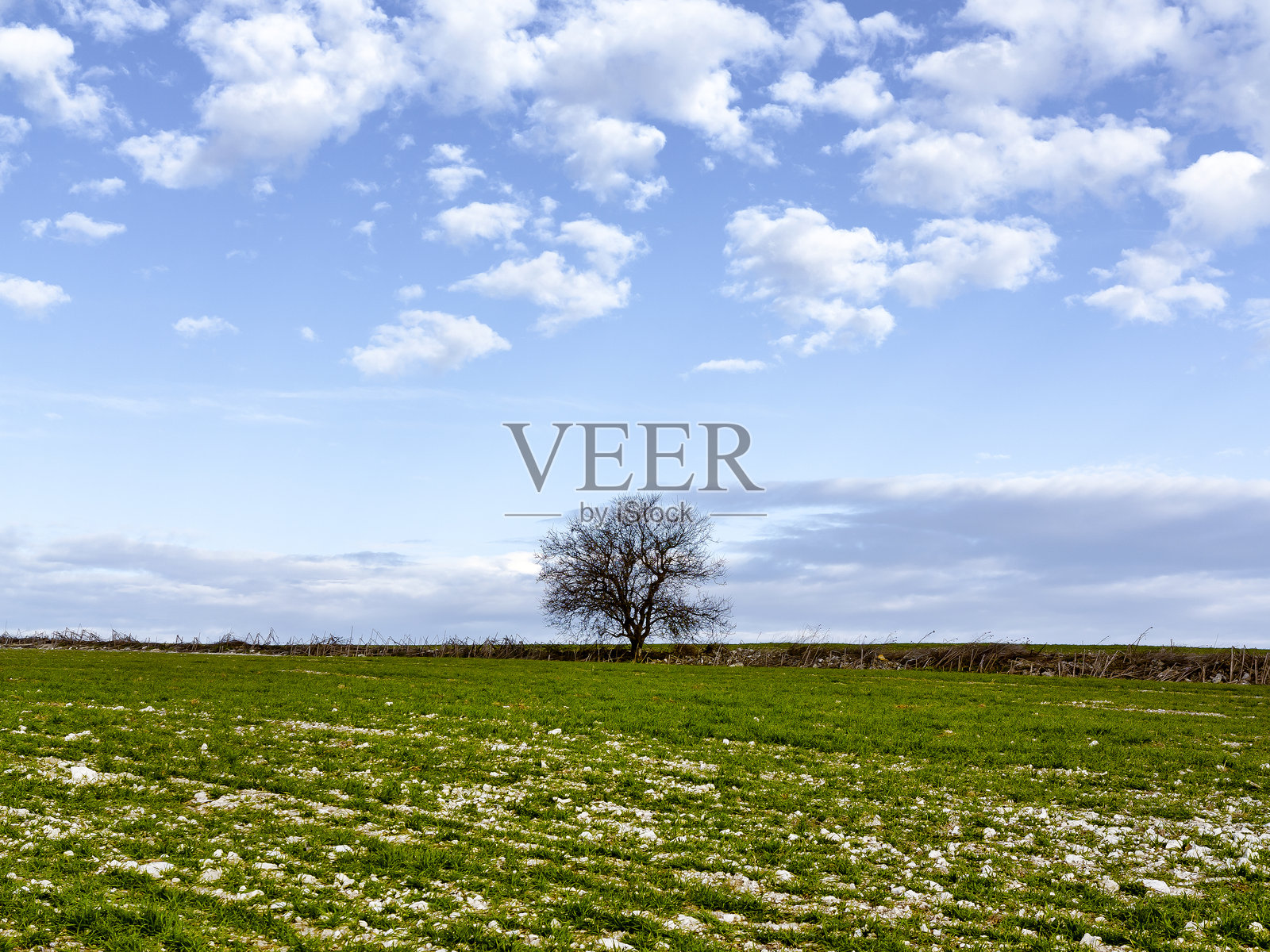 孤独的杏树照片摄影图片